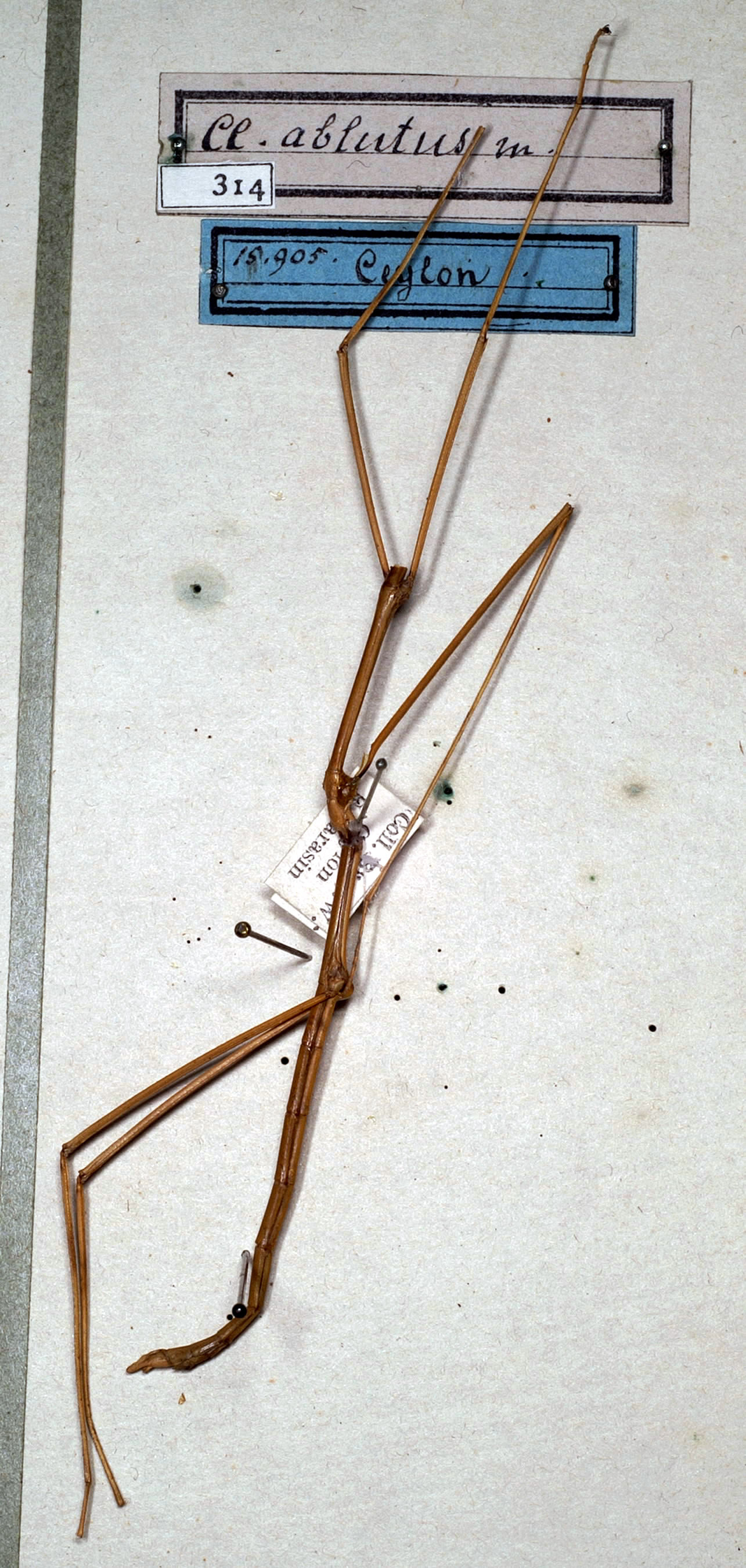 CollectionObject 1561603; NMW 314, b313d36e-5984-42df-9732-18e6bdb25d2b: copyright NMW, Vienna. male (holotype). (CollectionObject).