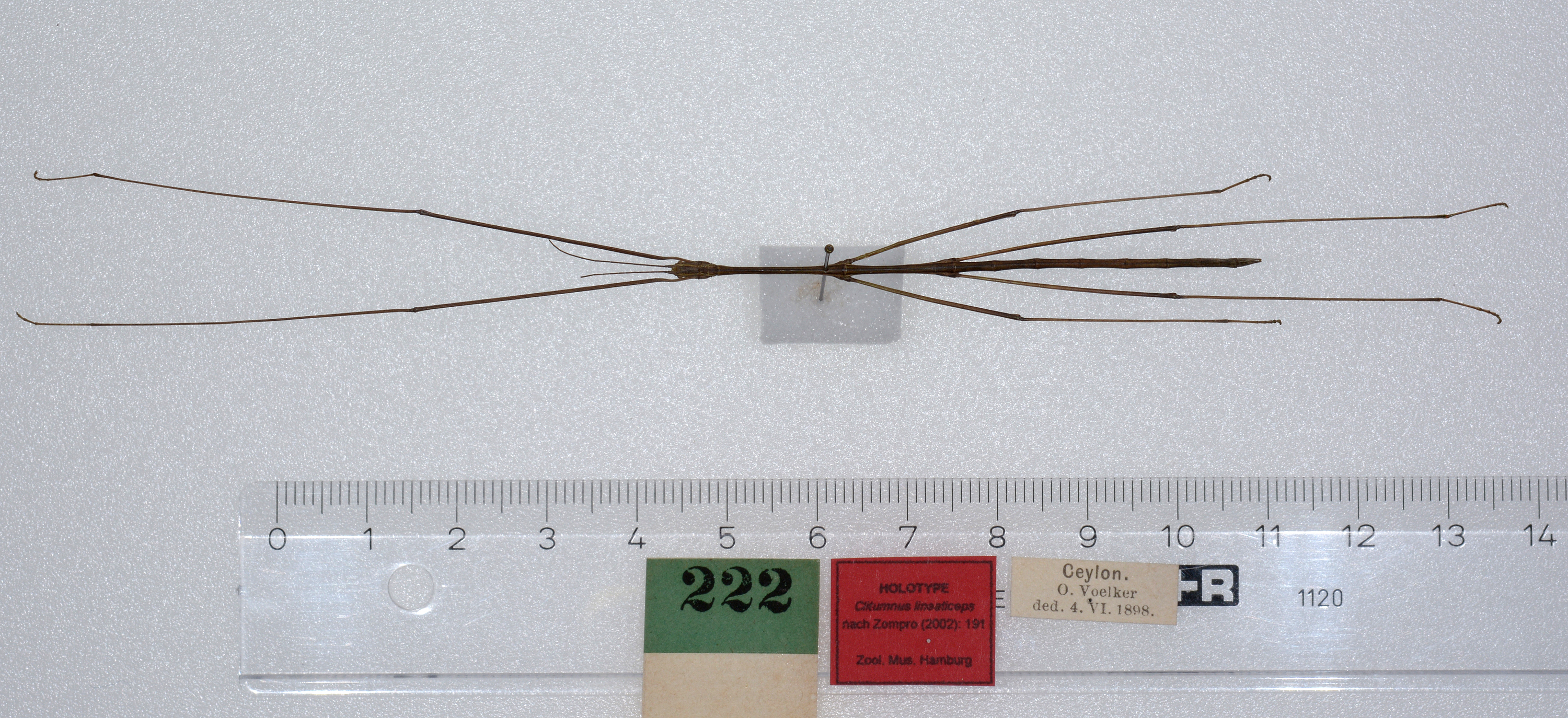 CollectionObject 1561694; 04c50853-dde9-45c3-8673-4866741c10d8: copyright ZMUH, Hamburg. male, dorsal view (holotype). (CollectionObject).