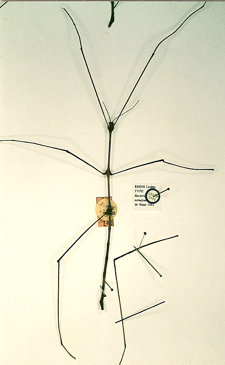 CollectionObject 1561716; a1f7c49b-5678-4d3e-9039-820f5d7f2b90: copyright RMNH, Leiden. male of Phasma (Bacteria) nematodes (lectotype). (CollectionObject).