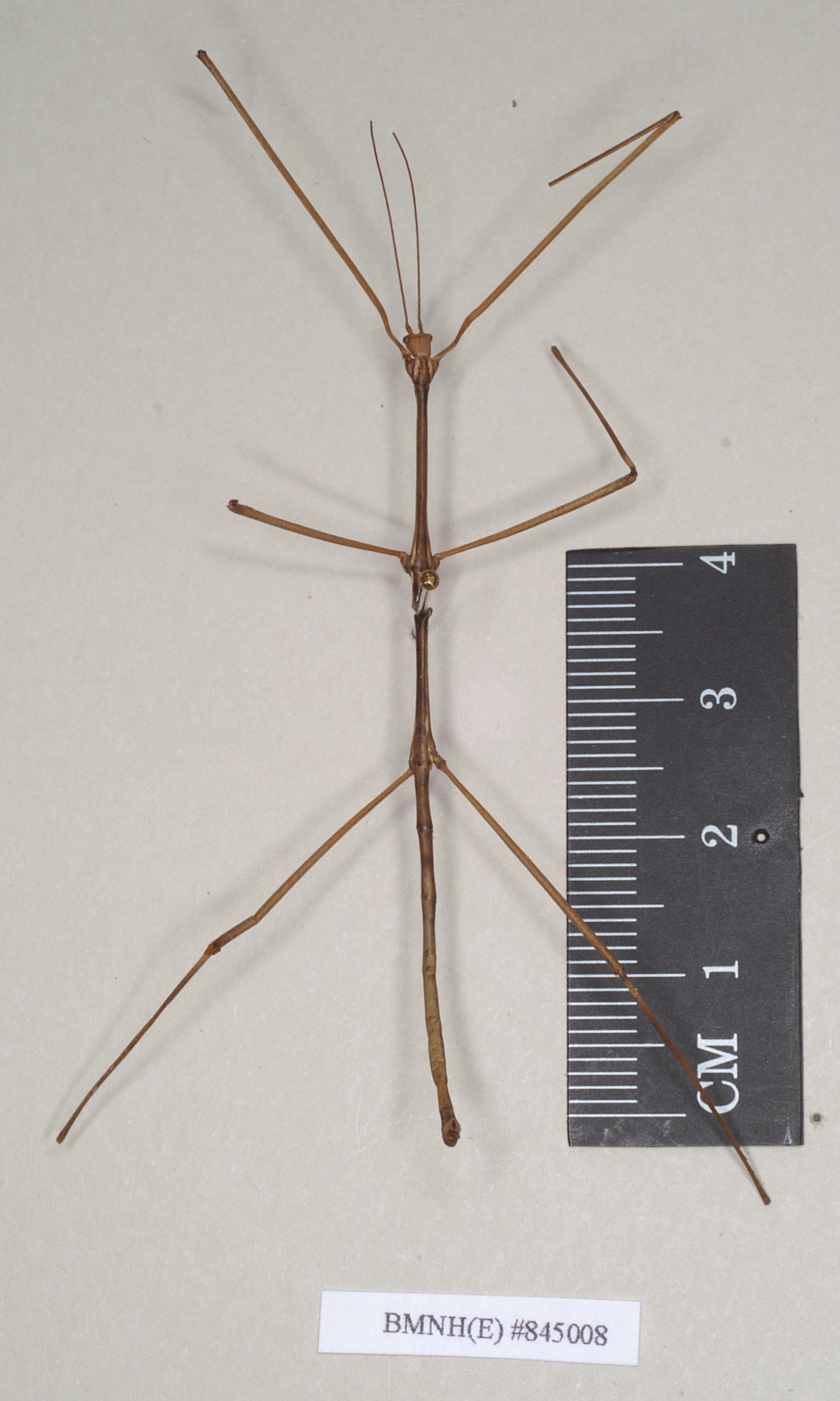 CollectionObject 1561742; NHMUK(SF IMPORT DUPLICATE) 845008, fc9b17cc-94ea-4e9b-a418-45edf38a4f23: copyright Natural History Museum, London. male (holotype). (CollectionObject).