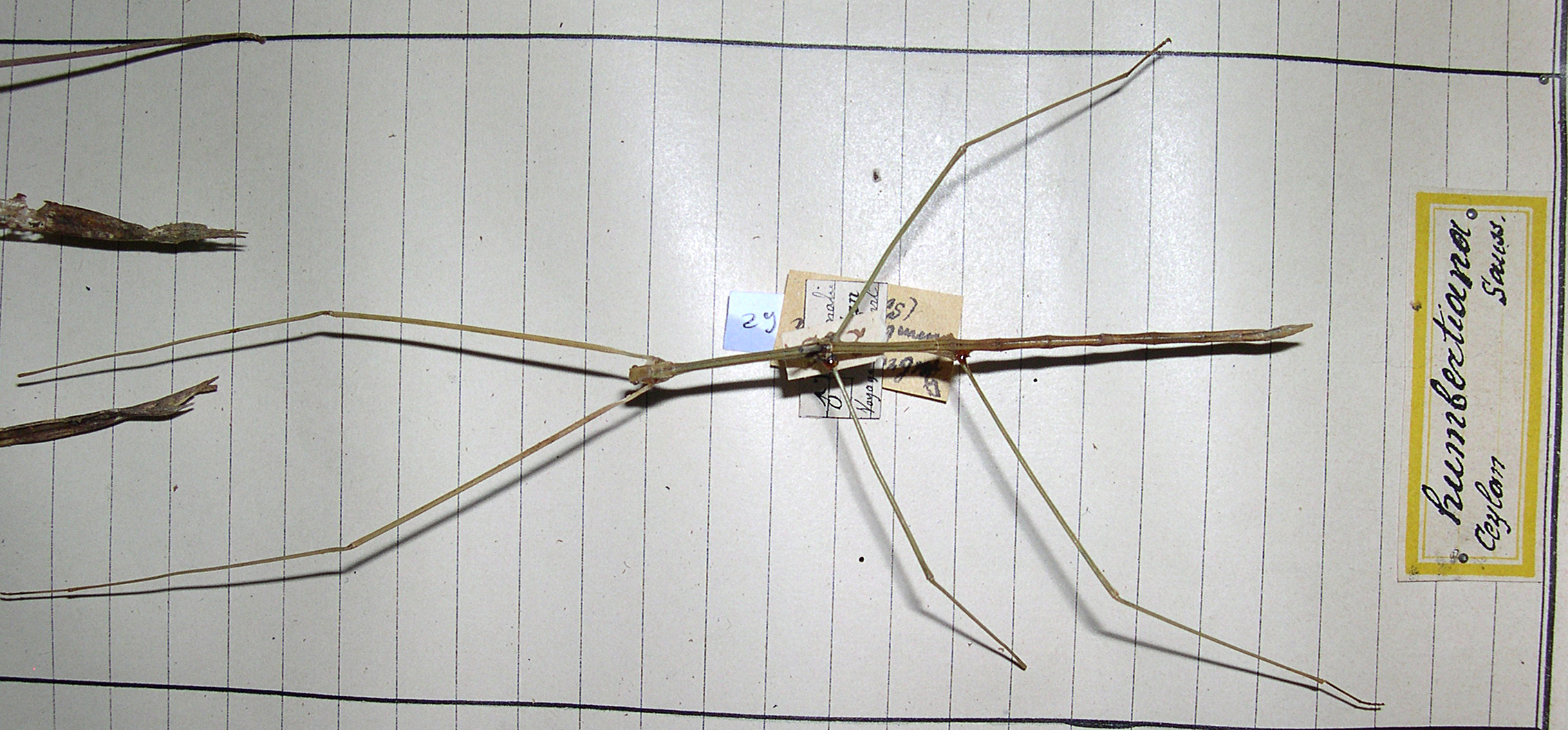 CollectionObject 1561743; db2accf7-bcb7-4341-a2f7-64371669f0cc: copyright MHNG, Geneva. male of Bacillus (Ramulus) humberti (lectotype). (CollectionObject).