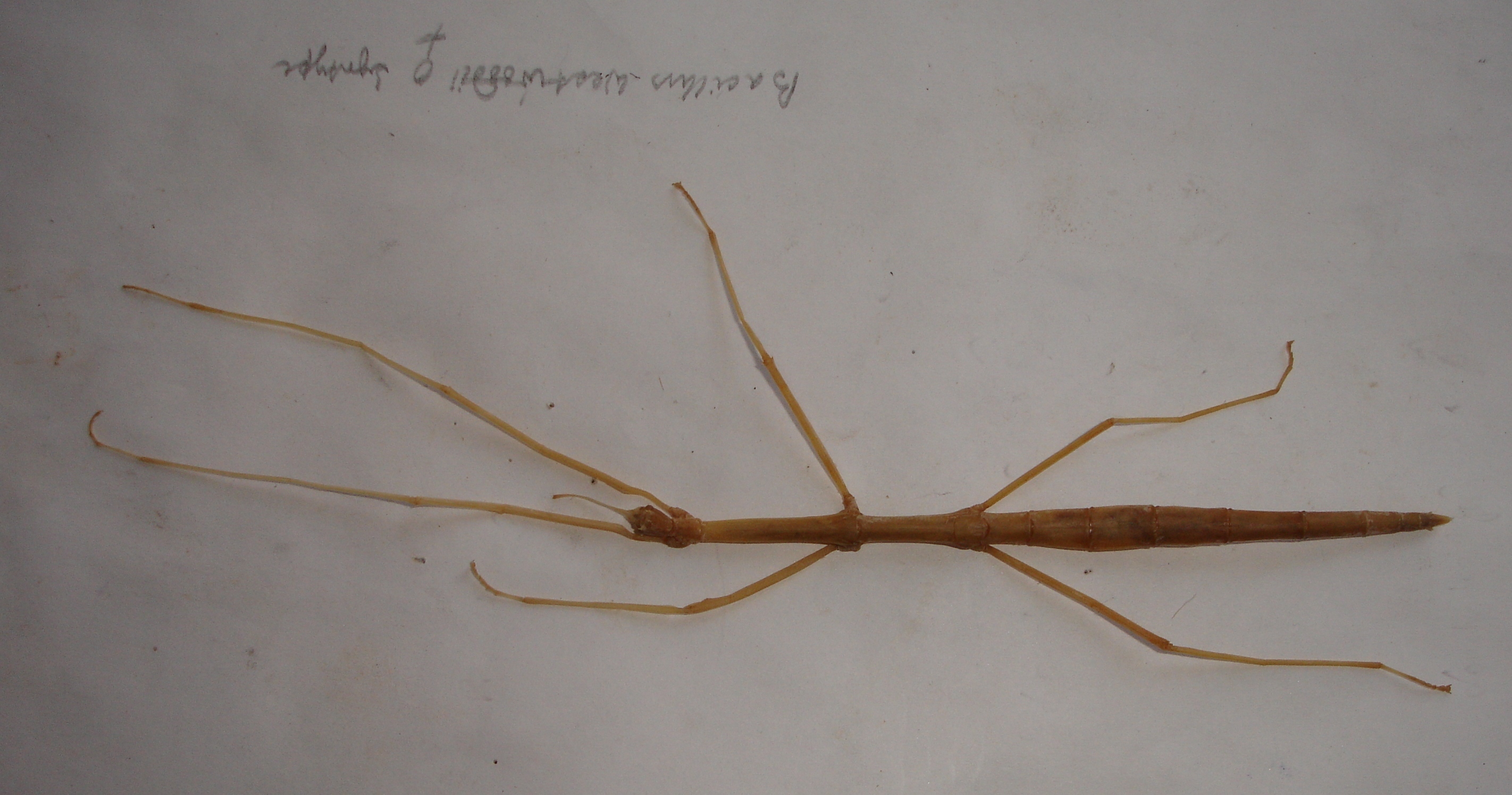 CollectionObject 1561789; 29970b81-3902-4ced-b46c-f5dc6f3f6ef5: copyright NZSI, Calcutta. female (syntype). (CollectionObject).;CollectionObject 1561790; e40a167e-7d10-4662-943d-917ec94e1dee: copyright NZSI, Calcutta. female (syntype). (CollectionObject).