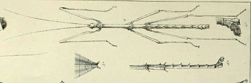 CollectionObject 1559721; 5aa1acb7-7aff-46cb-9326-bfc20d169d4e: from Wood-Mason, 1877, pl. 3:4. male (holotype). (CollectionObject).