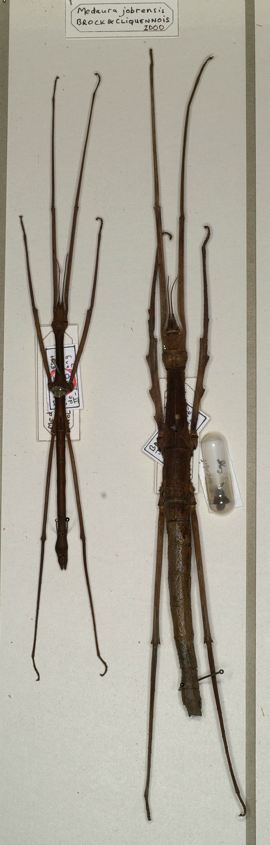 CollectionObject 1559722; d14ff3de-4f44-40e8-a528-a21cdd13f27d: copyright NHMW, Vienna. male (holotype) and female (paratype). (CollectionObject).