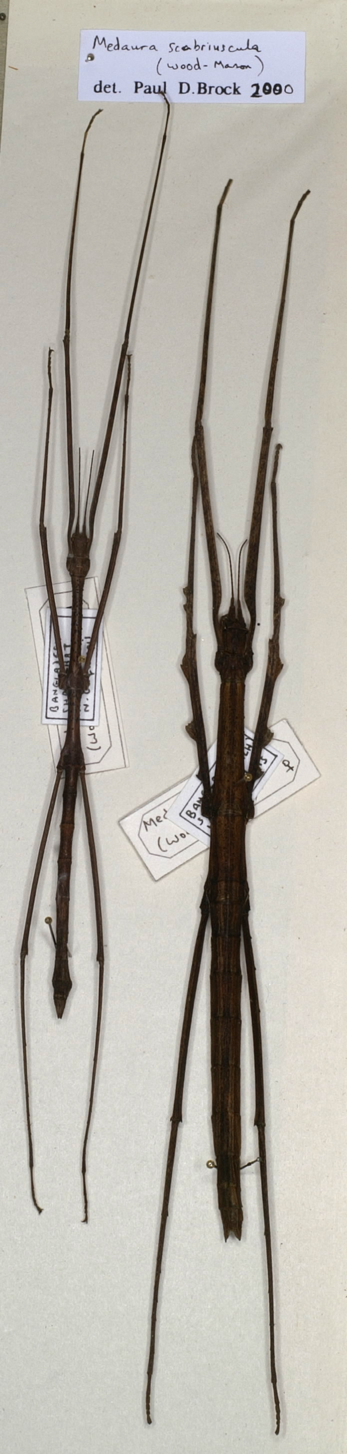 Medaura scabriuscula (Wood-Mason, 1873): copyright NMW, Vienna. male and female Medaura scabriuscula (non-types, deposit by Brock). (Otu).