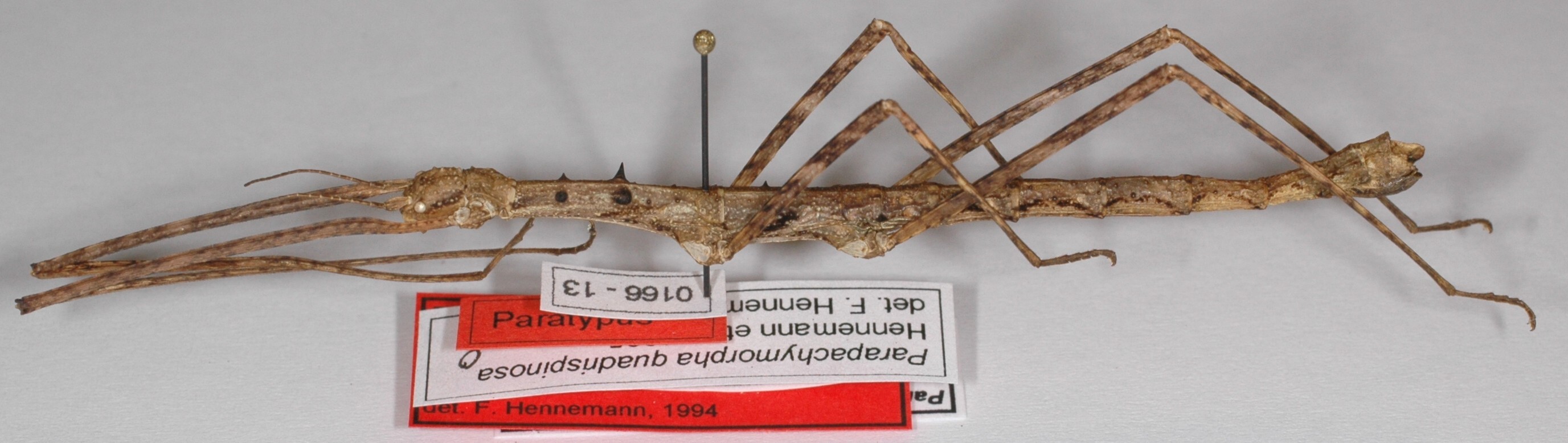 Parapachymorpha spinigera [sic] (Brunner von Wattenwyl, 1907): copyright F. Hennemann. female, lateral view of synonym Parapachymorpha quadrispinosa (paratype). (Otu).