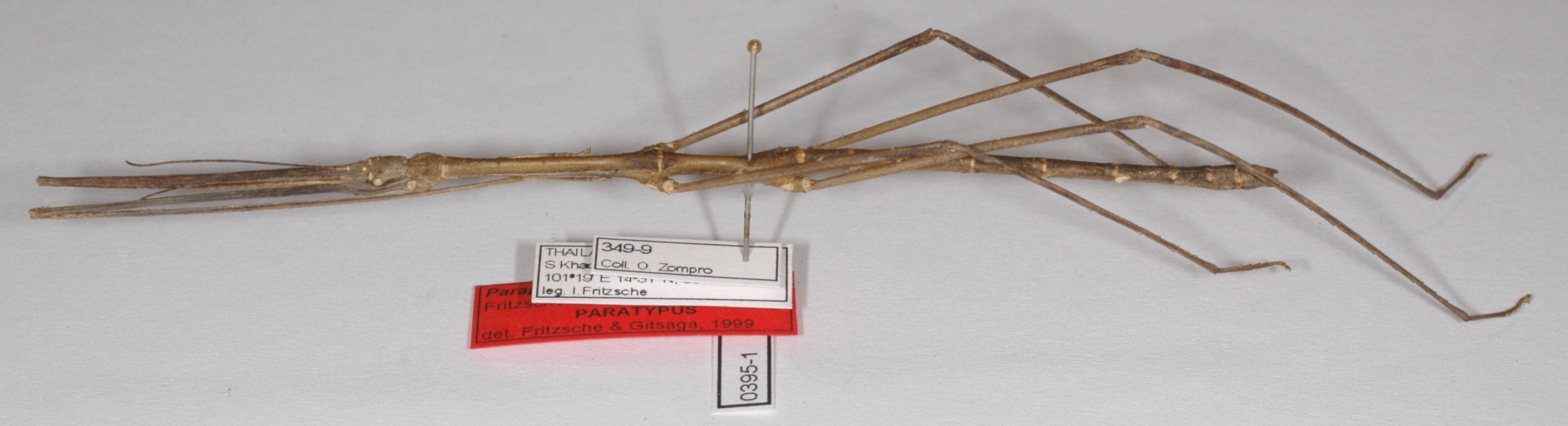 Parapachymorpha zomproi Fritzsche & Gitsaga, 2000: copyright F. Hennemann. male (paratype). (Otu).