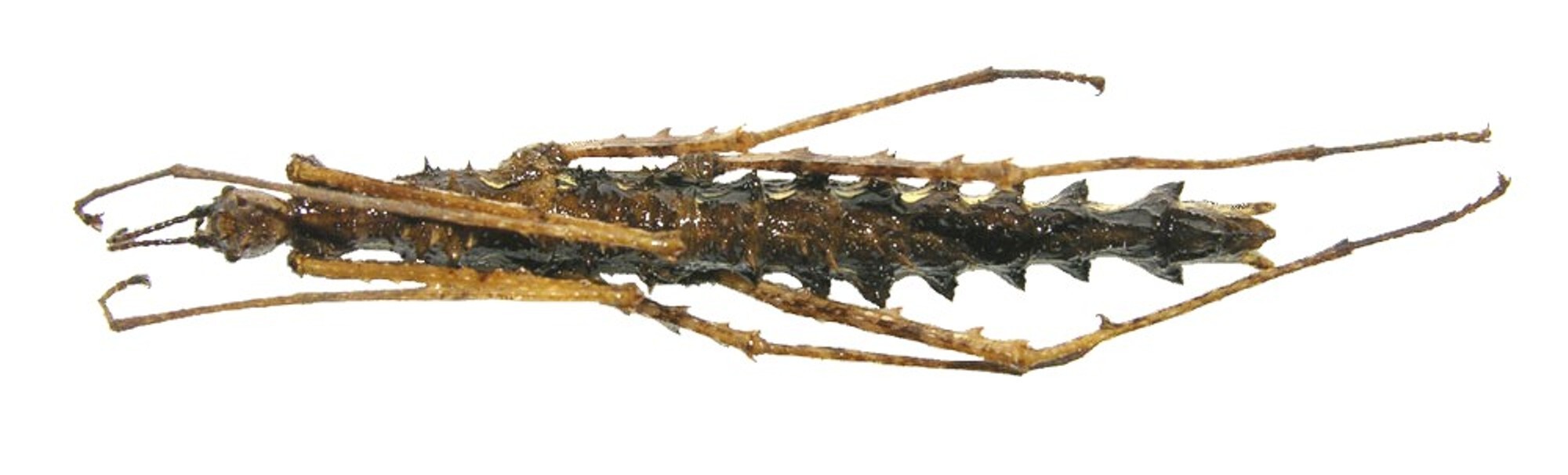 Cnipsomorpha Hennemann, Conle, Zhang & Liu, 2008: copyright IZCAS. Cnipsomorpha erinacea female (holotype) [type species]. (Otu).