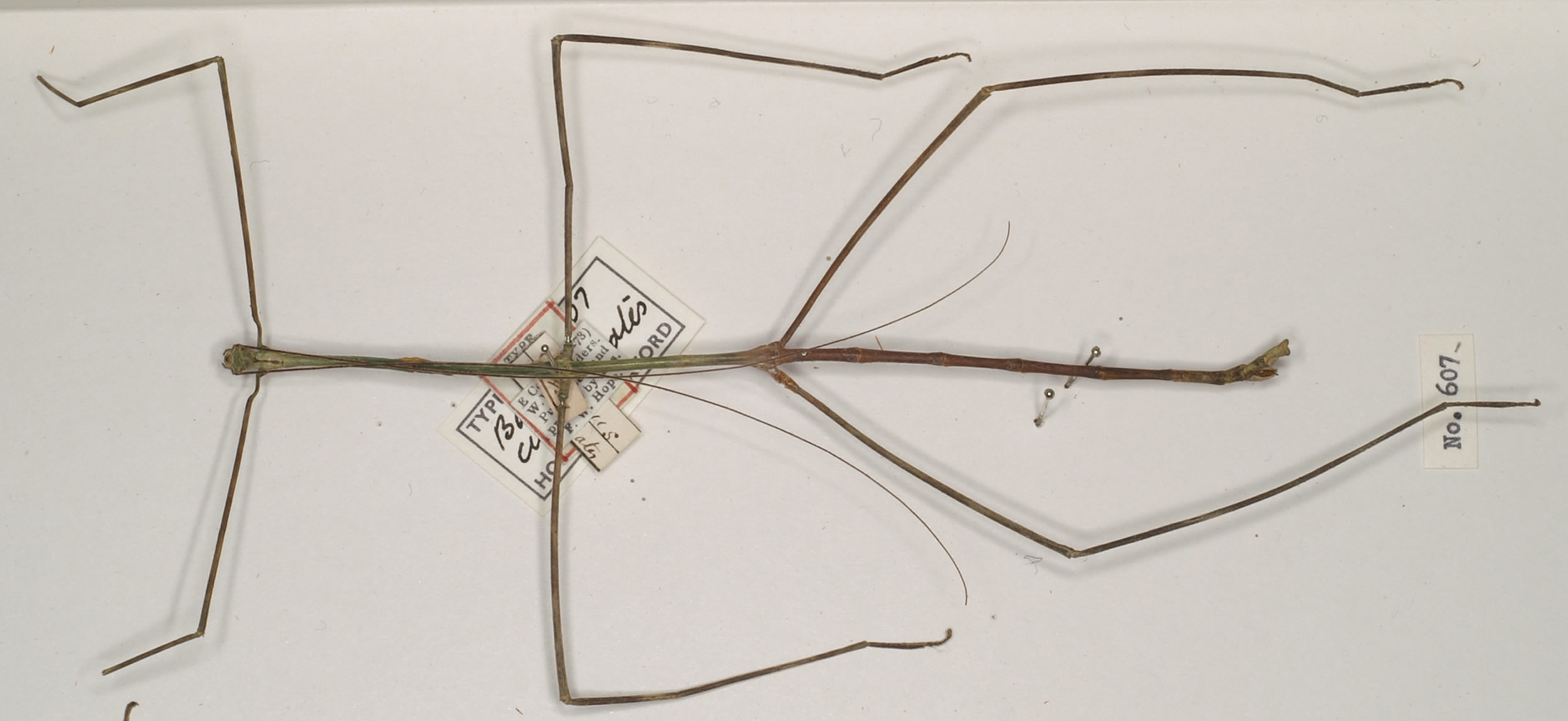 CollectionObject 1557324; 88f5273c-3787-4a94-a576-769194d15fb7: copyright OUMNH. male (holotype). (CollectionObject).