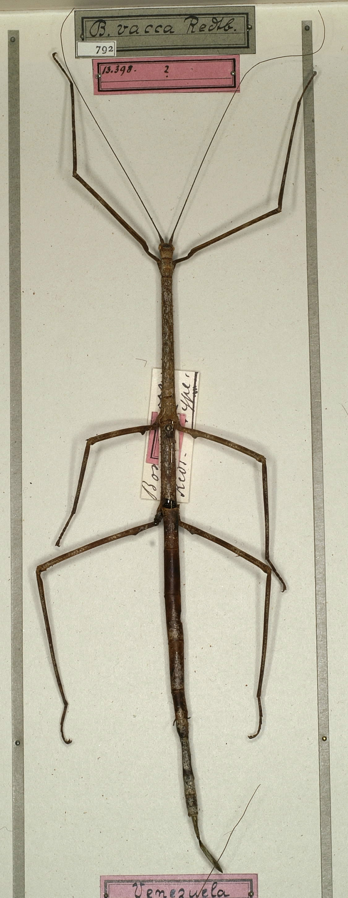 CollectionObject 1557488; NMW 792, 6ee6e042-6ca6-436a-9b06-167ea2883655: copyright NMW, Vienna. female (holotype). (CollectionObject).