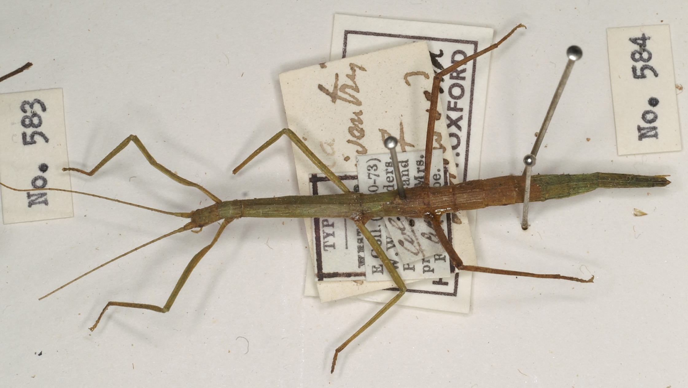 CollectionObject 1559373; ae7c0be3-1ad6-4a39-8fd2-c9fcf1517b88: copyright OUMNH. female (holotype). (CollectionObject).