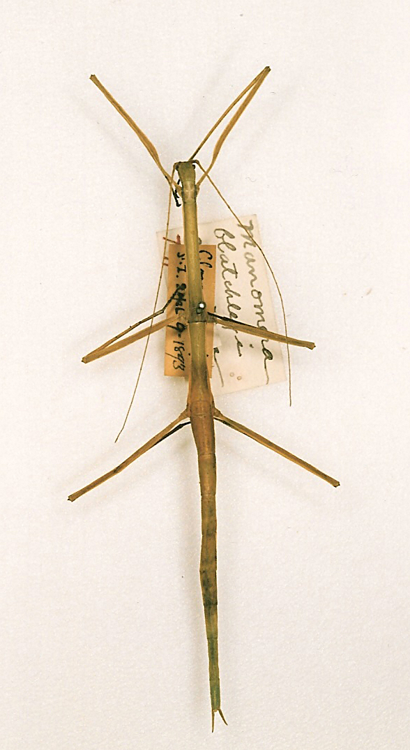 CollectionObject 1559625; ec8b1fdb-b18f-4b16-a57b-b2233c6598e2: copyright AMNH, New York. female (holotype). (CollectionObject).