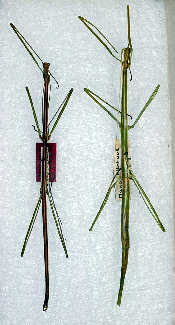 CollectionObject 1559627; d9fb0b3b-ee4b-494f-8255-0a1cfa4f92a7: copyright ANSP. male (holotype). (CollectionObject).