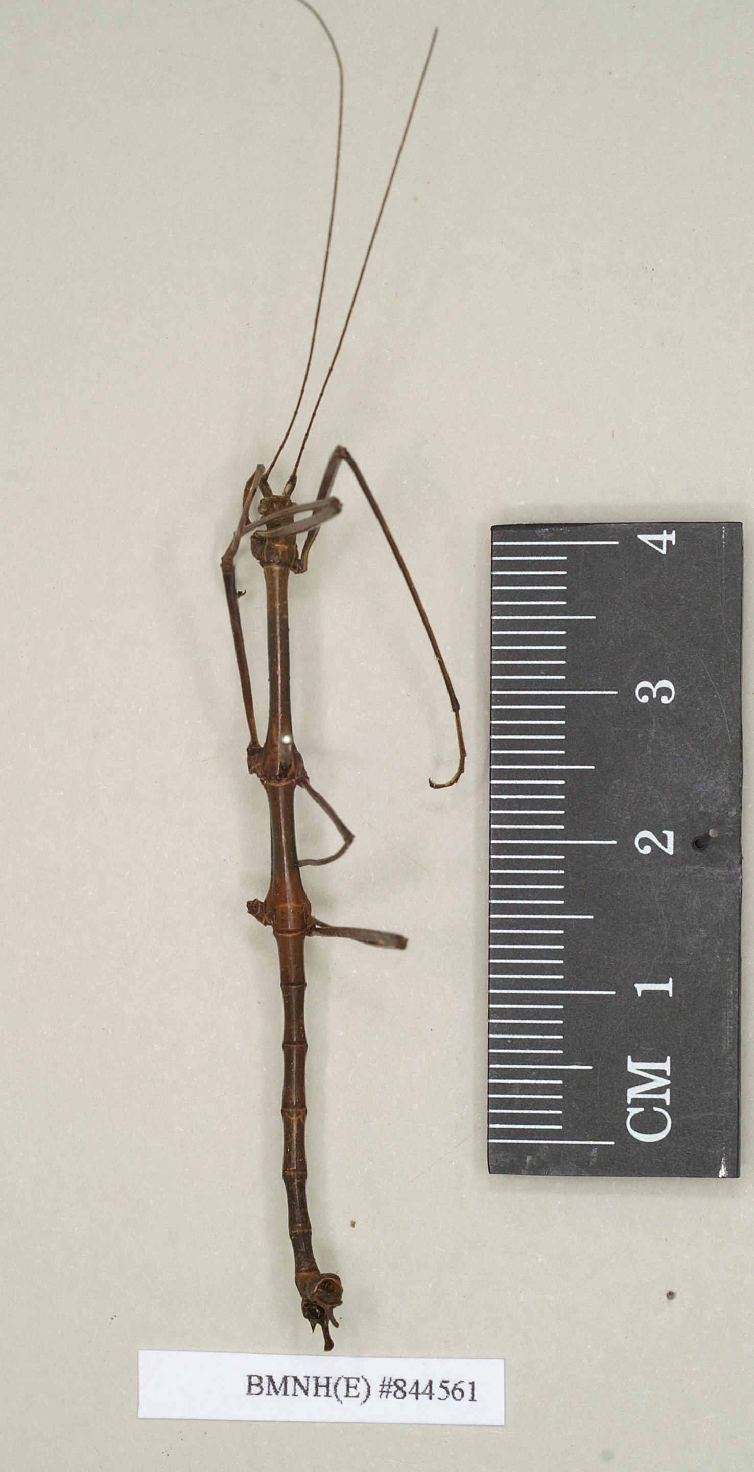 Pseudosermyle incongruens (Brunner von Wattenwyl, 1907): copyright Natural History Museum, London. (Otu).