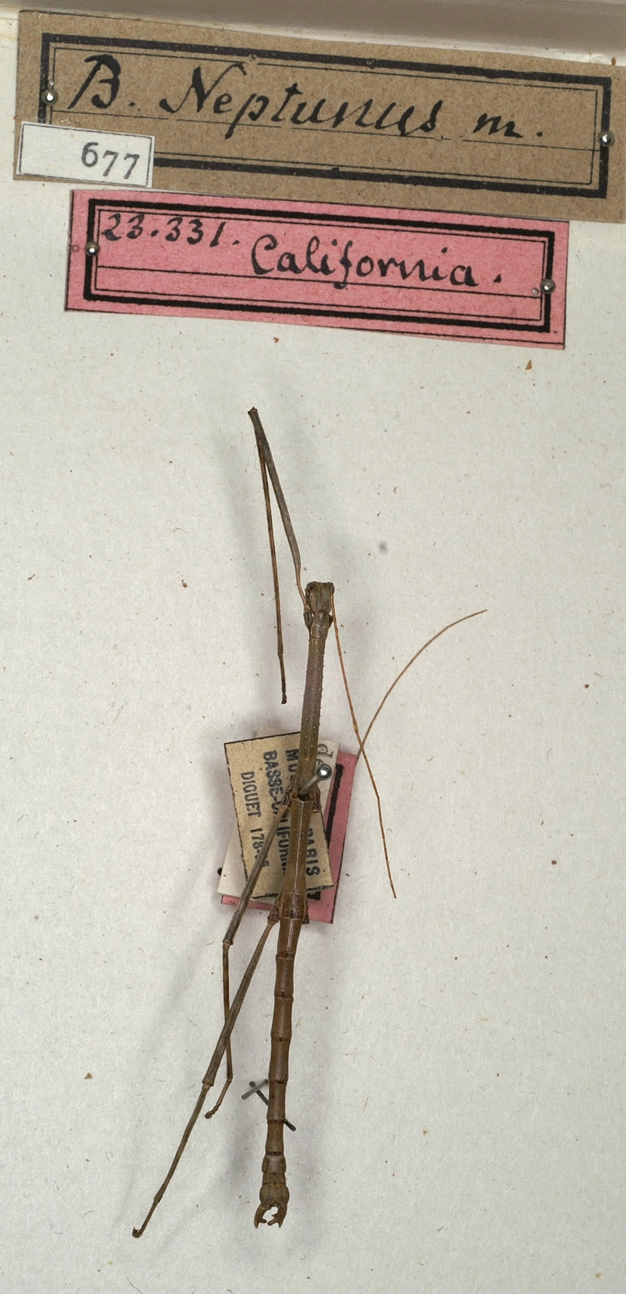 CollectionObject 1561482; NMW 677, 64e3689f-c964-41bb-9490-130484ef7bdf: copyright NMW, Vienna. male (holotype). (CollectionObject).