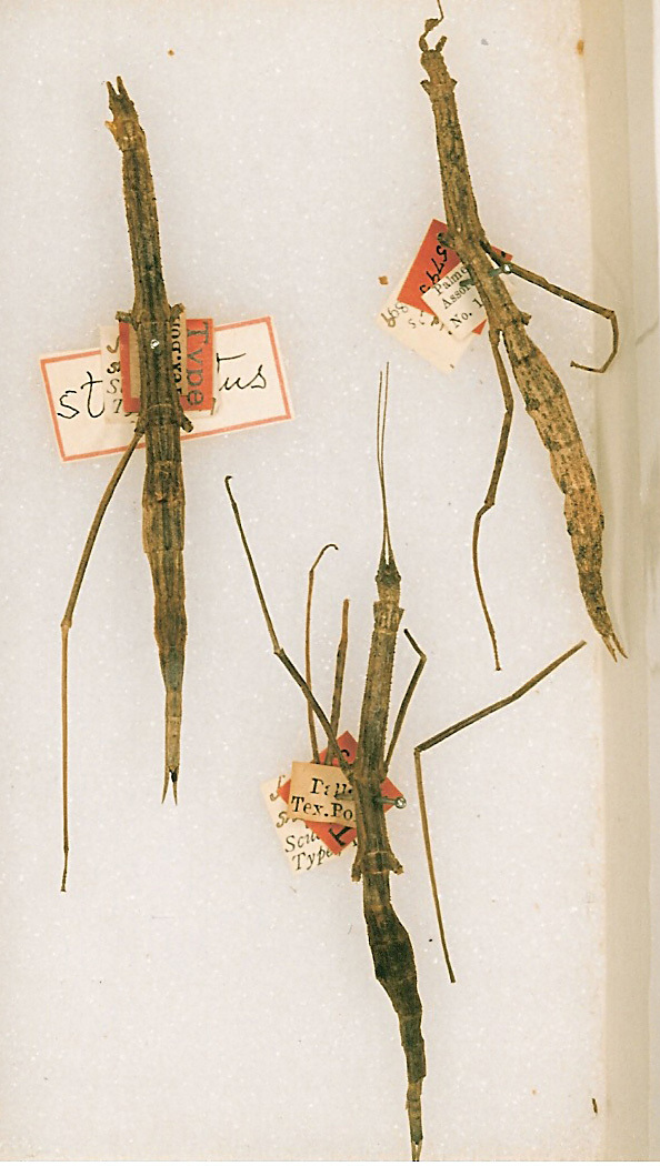 CollectionObject 1561492; b3969458-1cd3-498e-ab3d-186fa1d9cdad: copyright ANSP. female Pseudosermyle strigata (syntypes). (CollectionObject).