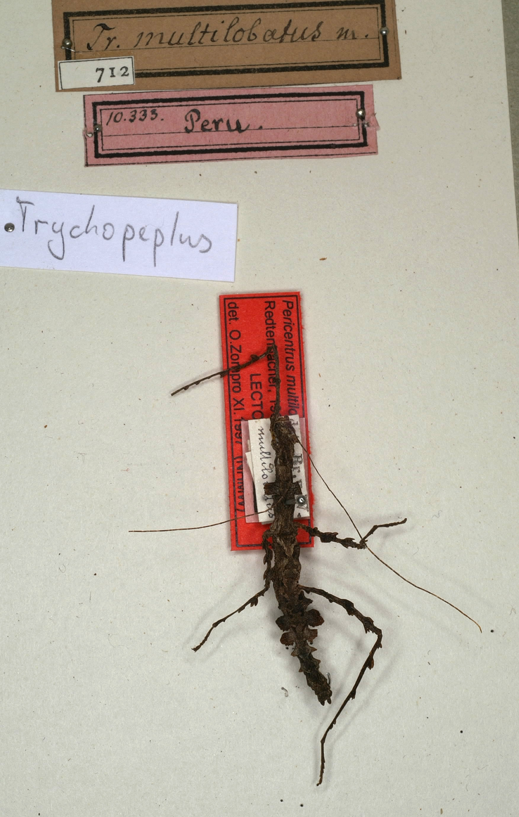 CollectionObject 1562297; 75b4ad5e-ae9b-4892-ac88-7d2cc20f970f, NMW 712: copyright NMW, Vienna. female juv. of synonym Pericentrus multilobatus (paralectotype) [Zompro 2001 later designated as lectotype, in error]. (CollectionObject).