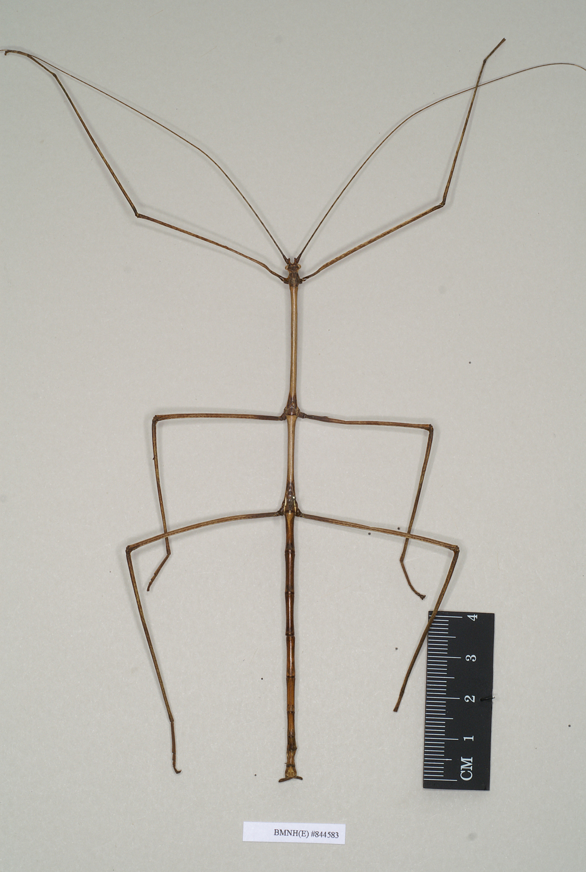 CollectionObject 1561383; NHMUK(SF IMPORT DUPLICATE) 844583, 77e2f5fb-faa5-47a6-9a69-41d9f9eff5d7: copyright Natural History Museum, London. male (holotype). (CollectionObject).