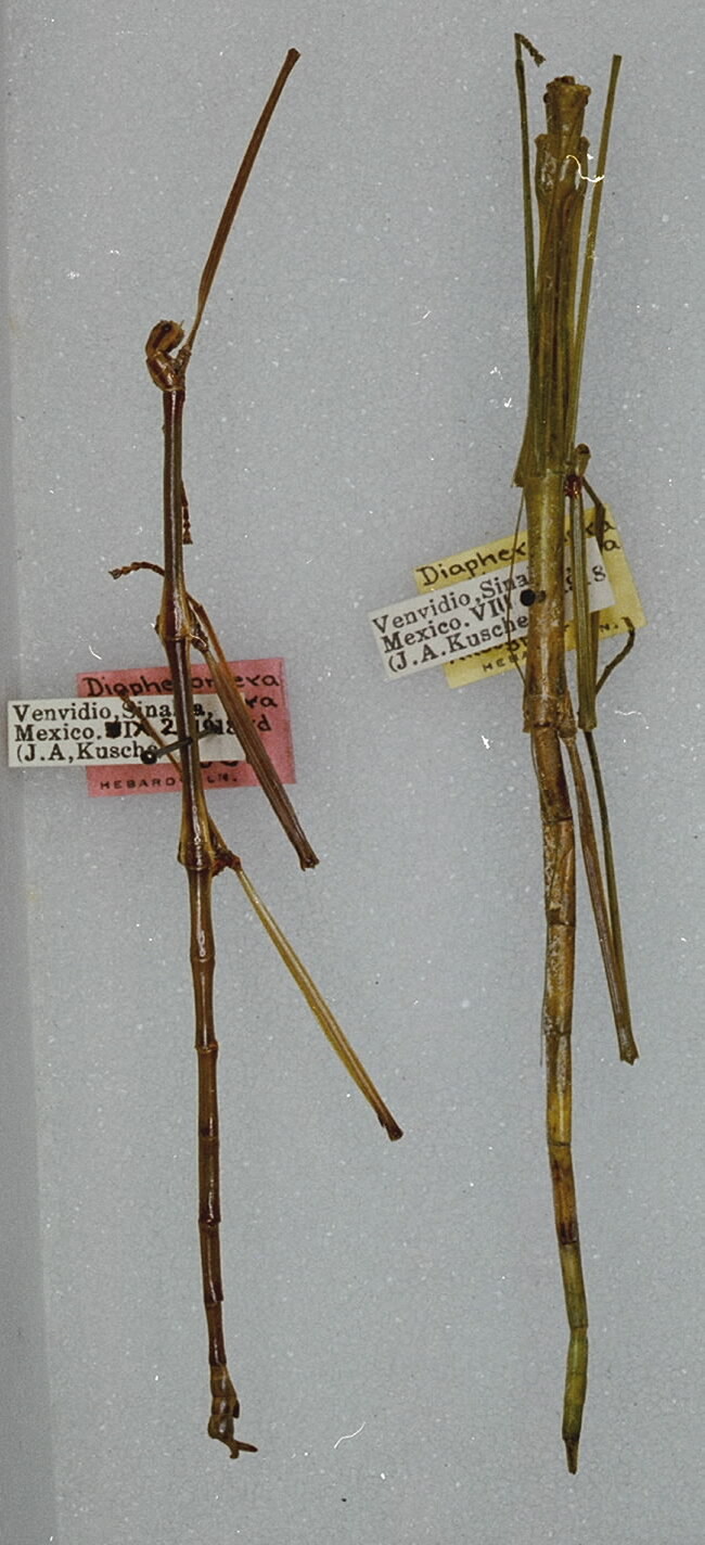 CollectionObject 1558349; db6a5c5d-3514-4d66-99c2-488a16a723de: copyright ANSP. male (holotype) and female (paratype). (CollectionObject).