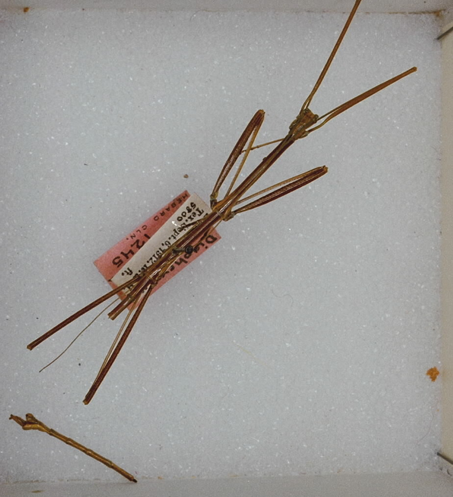 CollectionObject 1558371; 5e5b01e0-258a-421f-86d0-5b9fe77229c3: copyright ANSP. male (holotype). (CollectionObject).