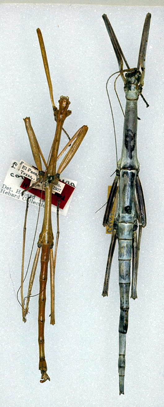 CollectionObject 1558377; 8cc05f06-6cff-4347-89f1-a7f586098641: copyright ANSP. male (holotype). (CollectionObject).