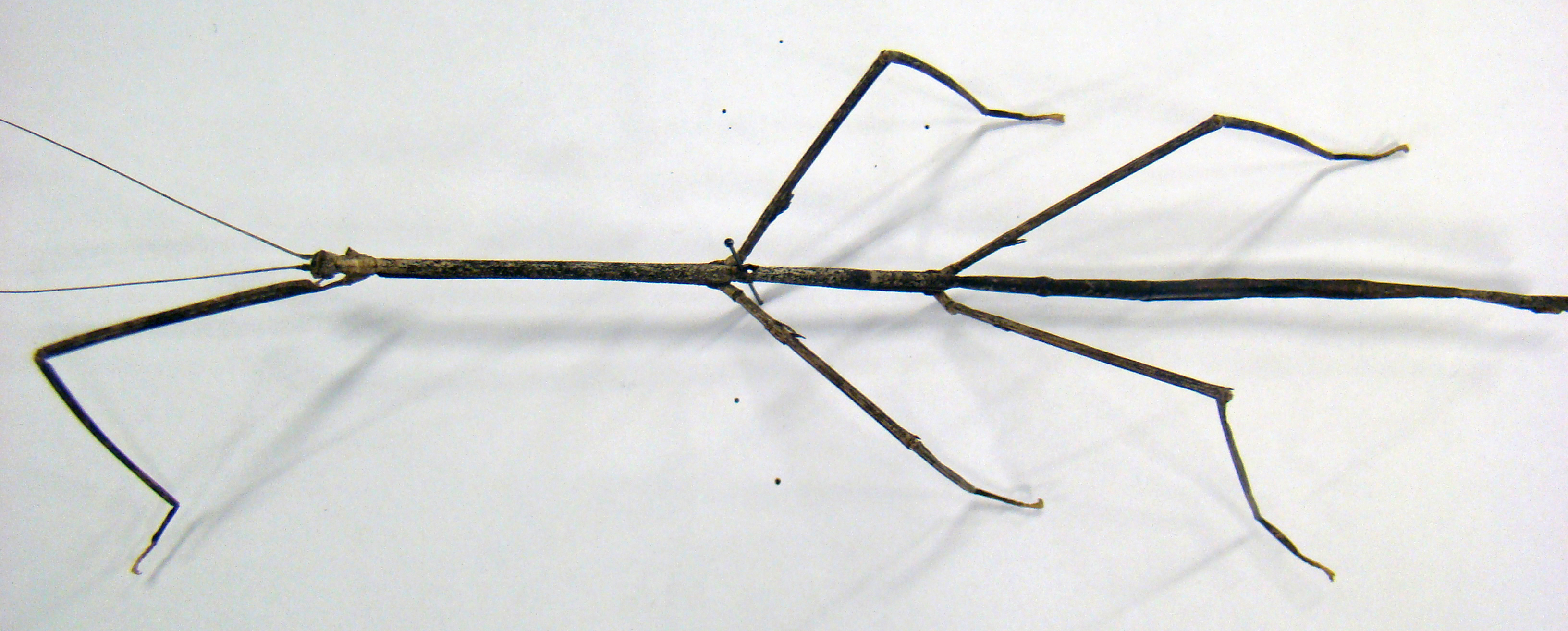 CollectionObject 1563926; 47d1ccbf-e521-4676-a32f-c11be4c0bd89: copyright MEFLG Colombia. female, dorsal view (holotype). (CollectionObject).