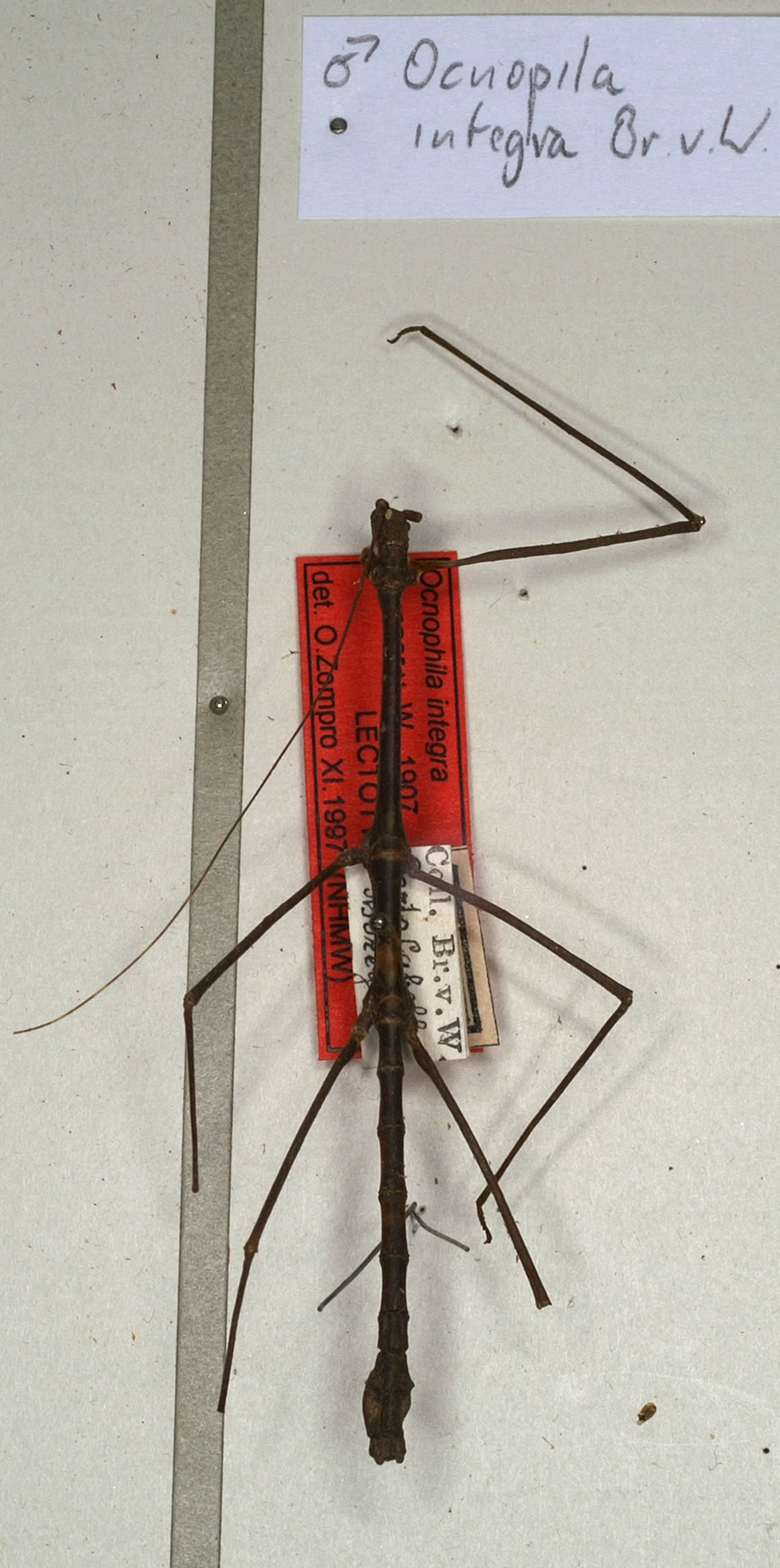 CollectionObject 1560430; NMW 620, 30a4195e-6ba7-4080-9dd7-7f32977126f1: copyright NMW, Vienna. male of Ocnophila integra (lectotype). (CollectionObject).