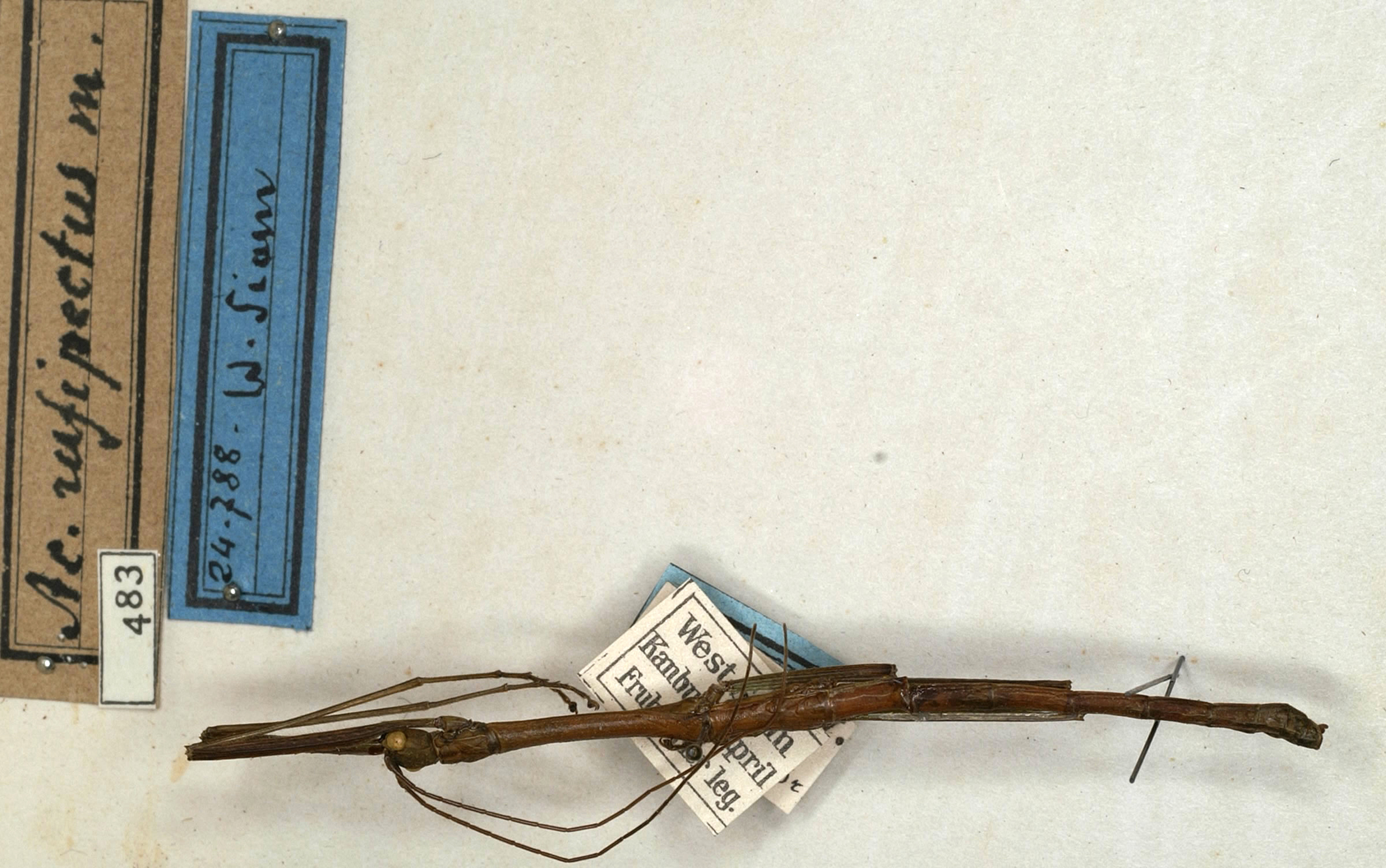 CollectionObject 1556933; NMW 483, c60bd1f1-a103-4b4a-b32e-9bc8f2a893f9: copyright NMW, Vienna. male (holotype). (CollectionObject).