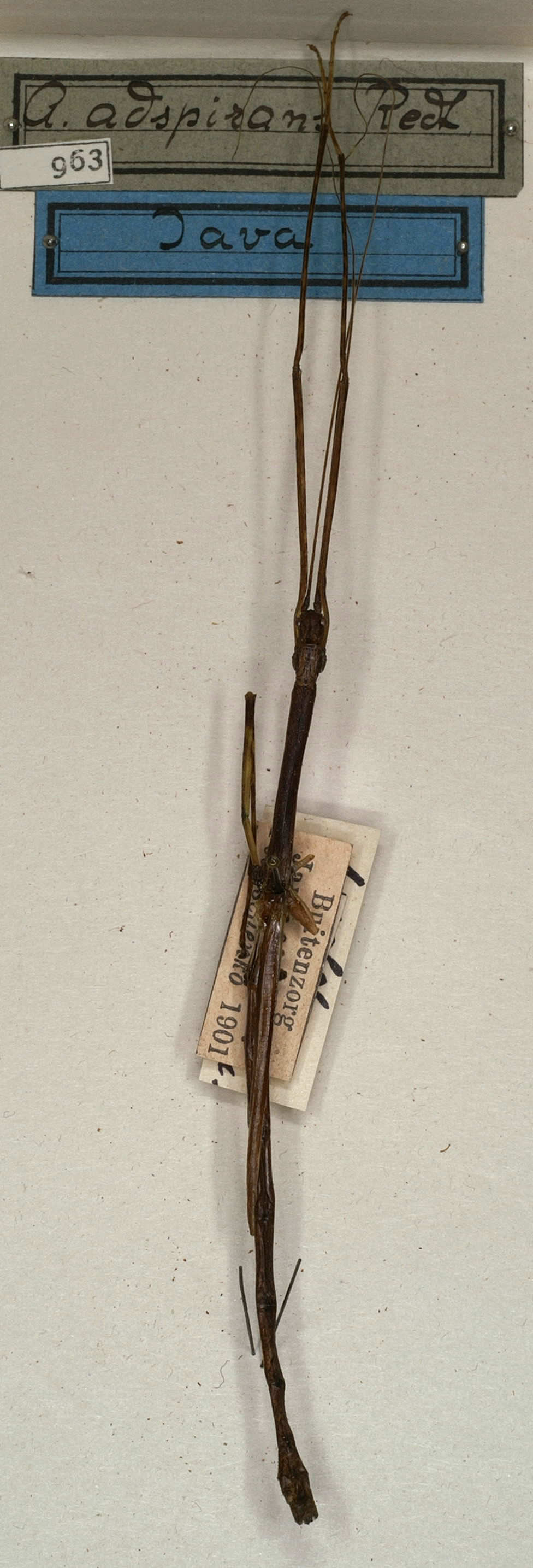 CollectionObject 1557145; NMW 963, 5371a496-8281-4052-bb9e-7edf8265ae9b: copyright NMW, Vienna. male (syntype). (CollectionObject).