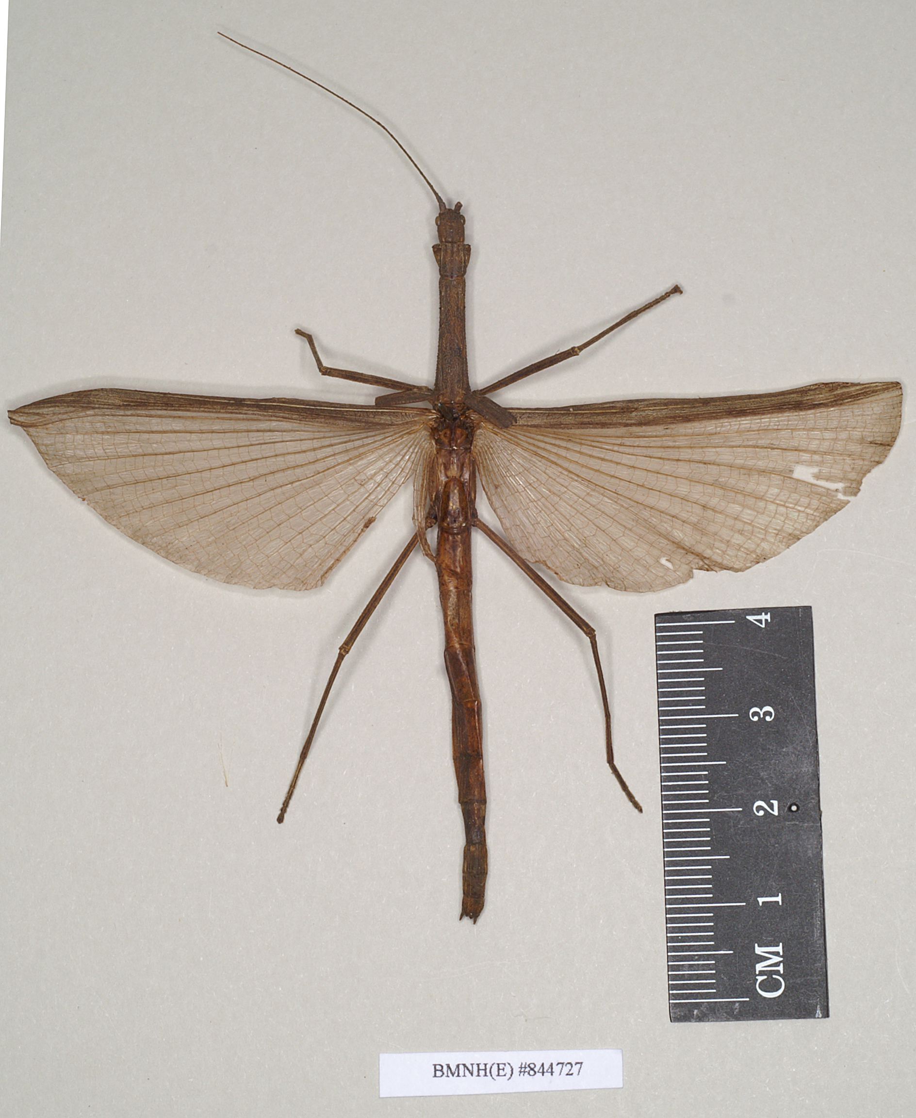 CollectionObject 1557160; NHMUK(SF IMPORT DUPLICATE) 844727, 344c458a-a35b-42a3-8085-5ec5de9d102f: copyright Natural History Museum, London. female (holotype). (CollectionObject).