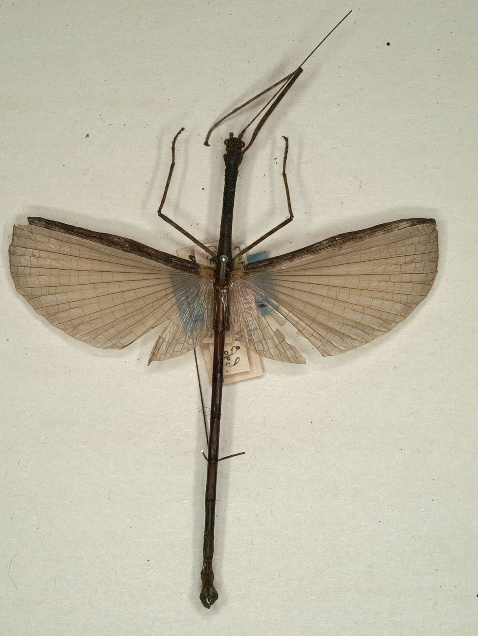 CollectionObject 1557183; NMW 968, 352f2f5f-330d-46fa-90bc-19a11524a2ac: copyright NMW, Vienna. male (syntype). (CollectionObject).