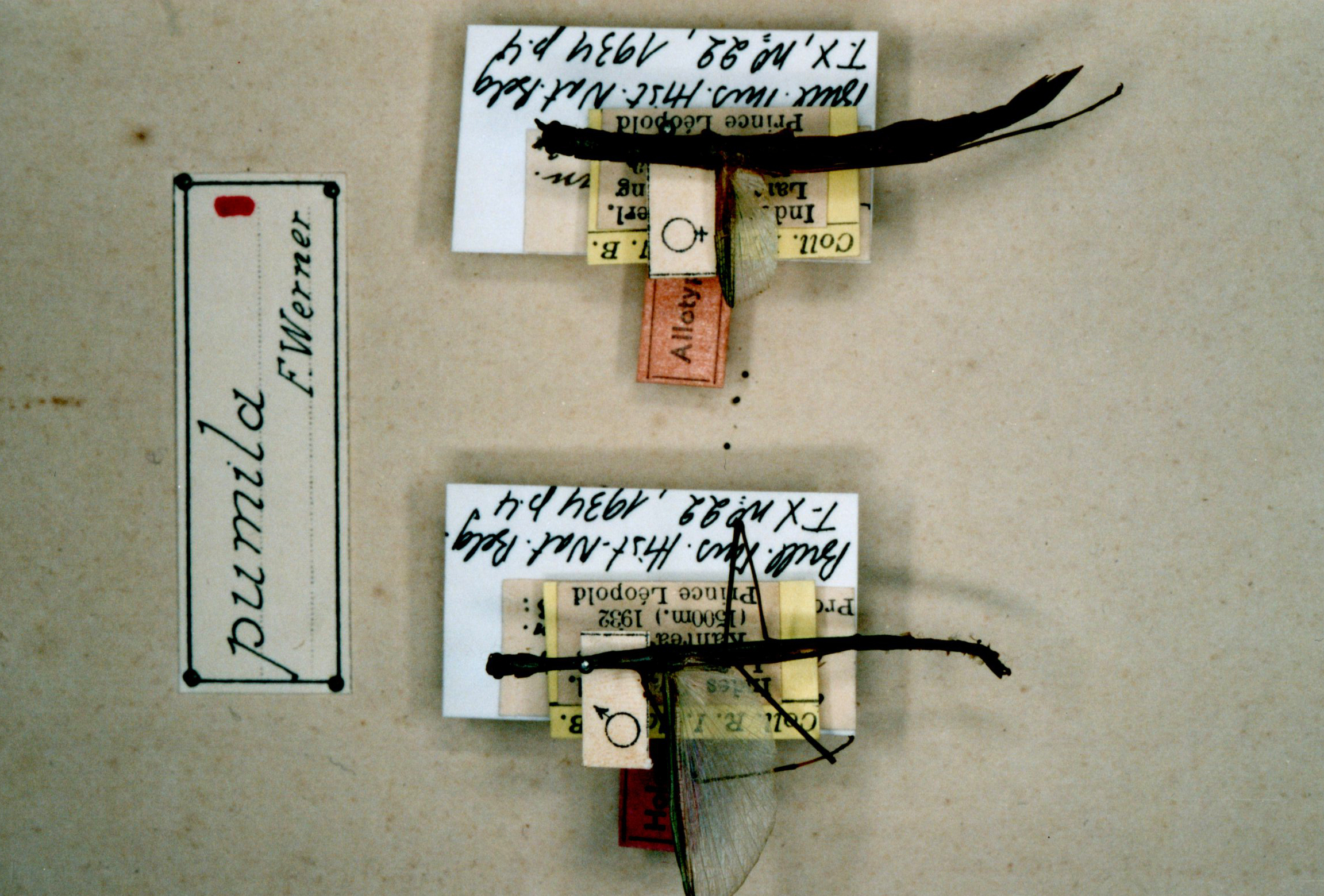 CollectionObject 1557193; b9c9ce0e-b881-4897-9ffe-9c93be3a61d5: copyright RBINS, Brussels. male & female (syntypes). (CollectionObject).;CollectionObject 1557194; 52037180-4d4a-438c-91fb-a57182b74dca: copyright RBINS, Brussels. male & female (syntypes). (CollectionObject).