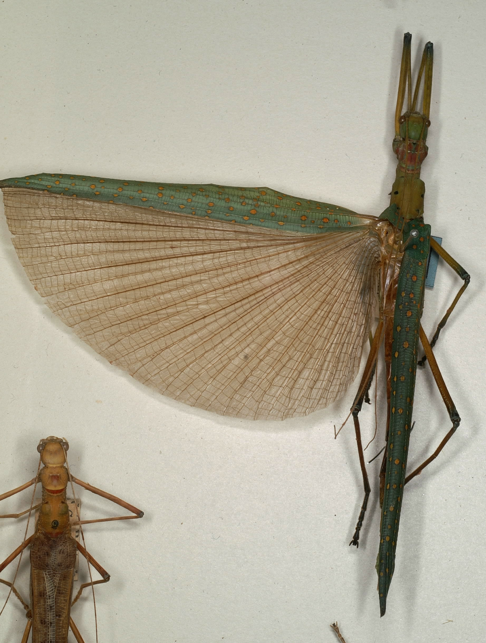 CollectionObject 1557544; NMW 1157, b63bd00a-9252-4020-bdc3-16046cbe55b5: copyright NMW, Vienna. female (lectotype). (CollectionObject).