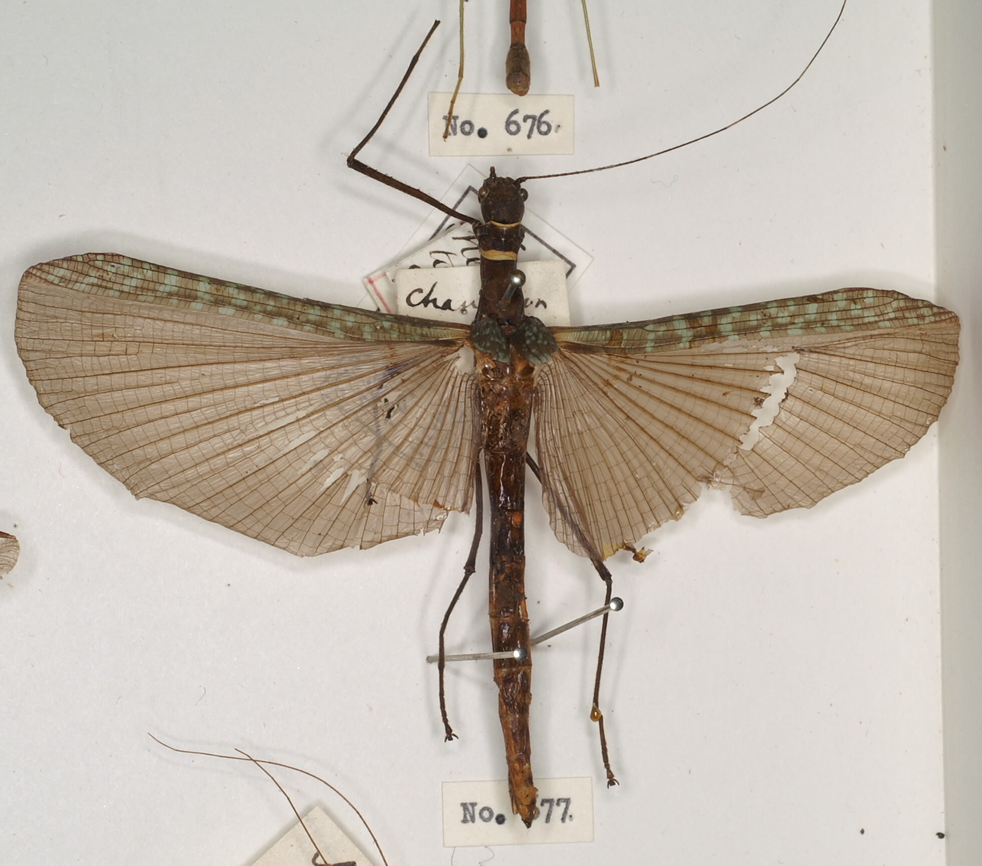 CollectionObject 1557583; 019e134f-8302-4d81-9a57-ddccfbb0fdf0: copyright OUMNH. female (holotype). (CollectionObject).