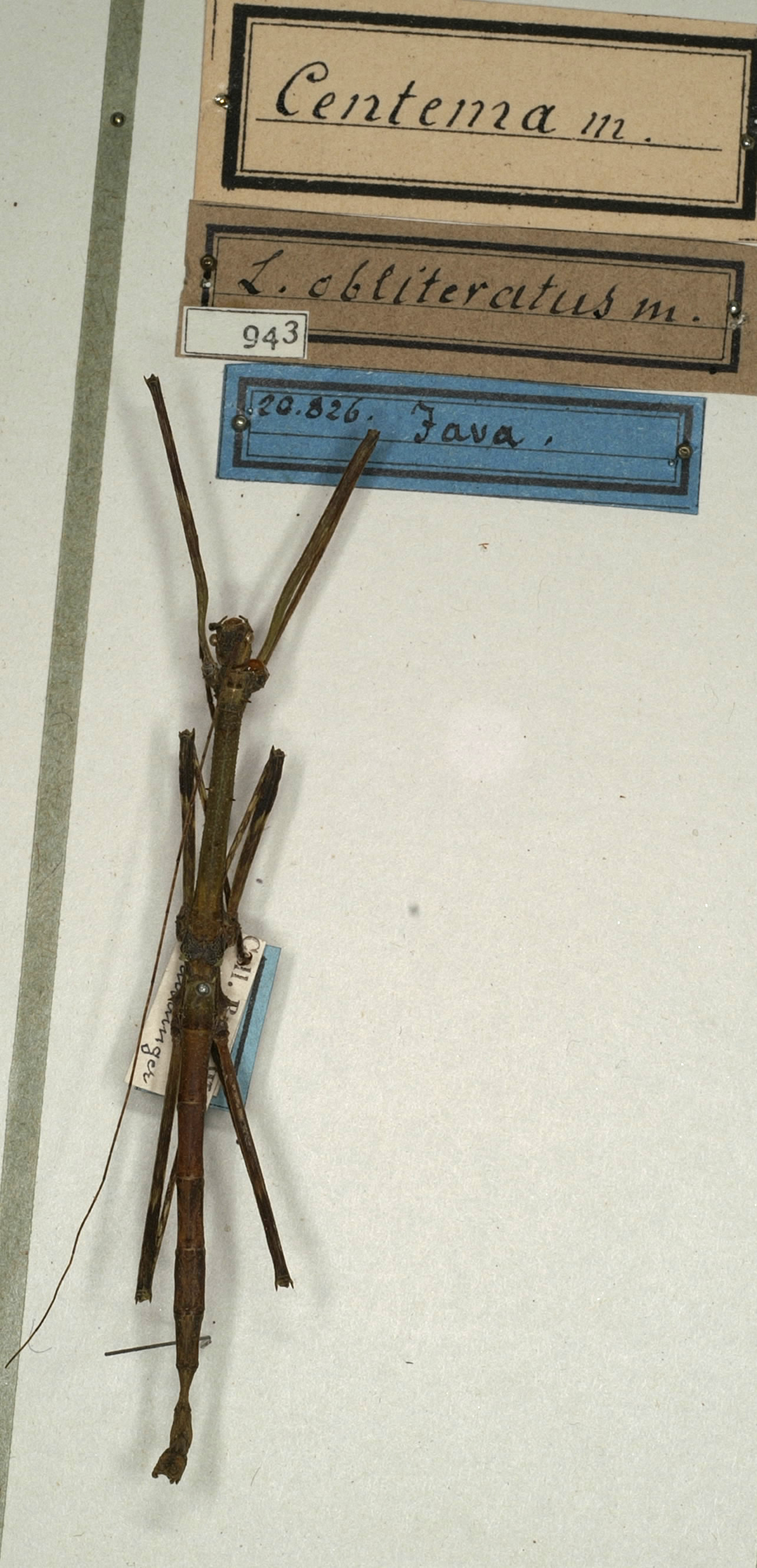 CollectionObject 1557770; NMW 943, 590e4e34-0429-4705-8470-91b930812cbd: copyright NMW, Vienna. male (holotype). (CollectionObject).