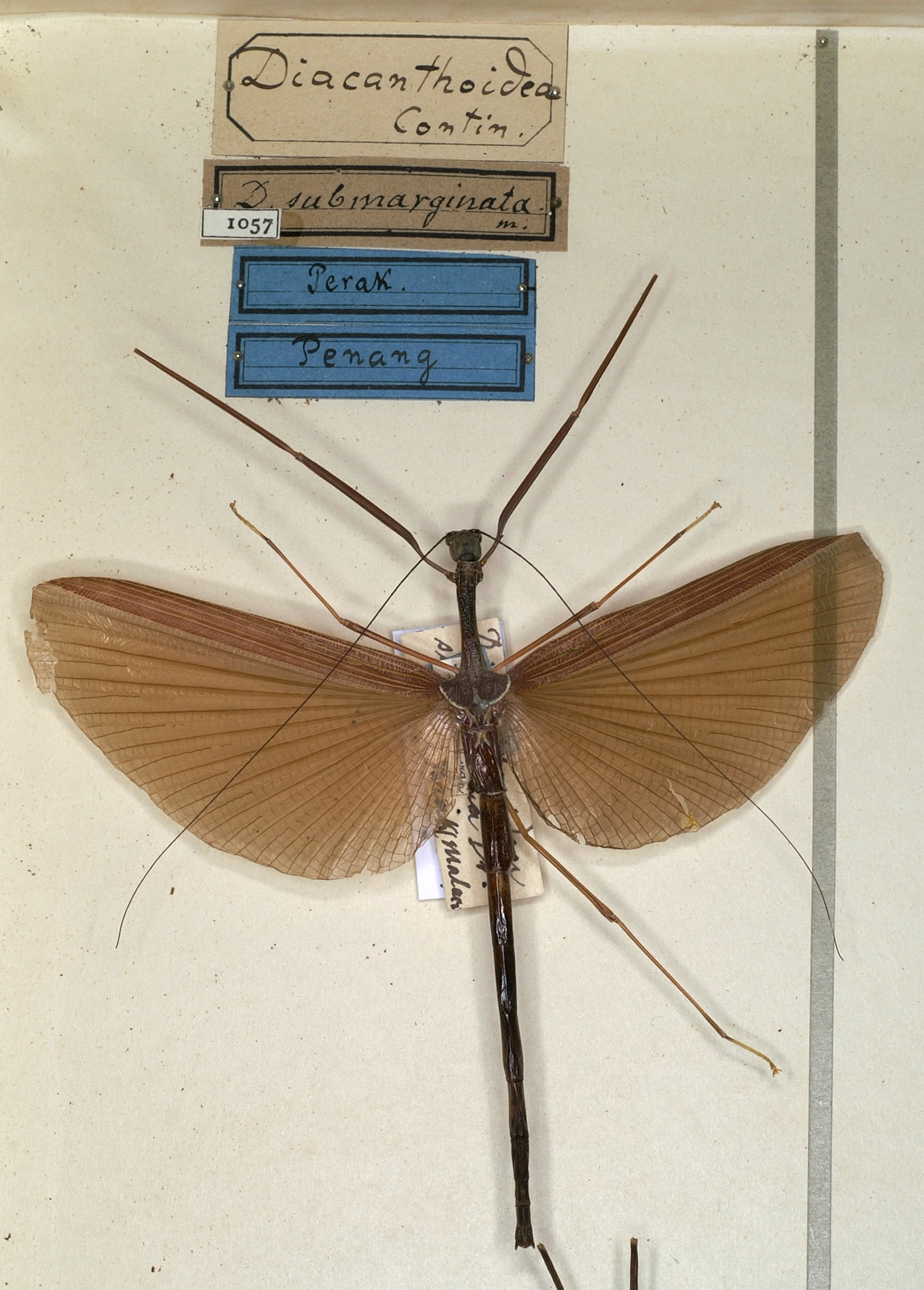 CollectionObject 1558315; NMW 1057, 9c7ec4c1-7953-4234-8a70-42a5f8a7650b: copyright NMW, Vienna. female of synonym Diacanthoidea submarginata (lectotype). (CollectionObject).