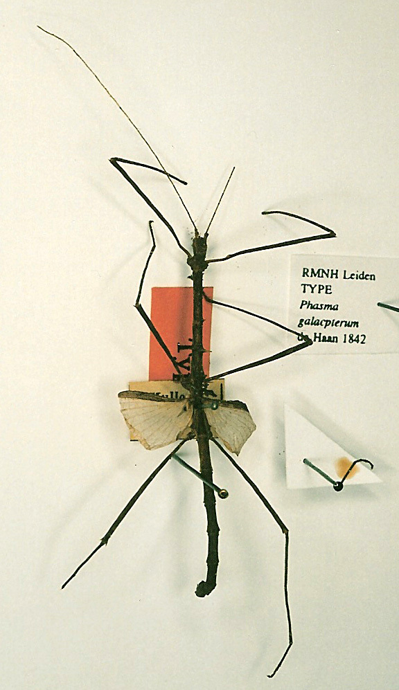 CollectionObject 1558788; bc8deb75-1c87-48af-ba30-27c889a33ff7: copyright RMNH, Leiden. male (paralectotype). (CollectionObject).