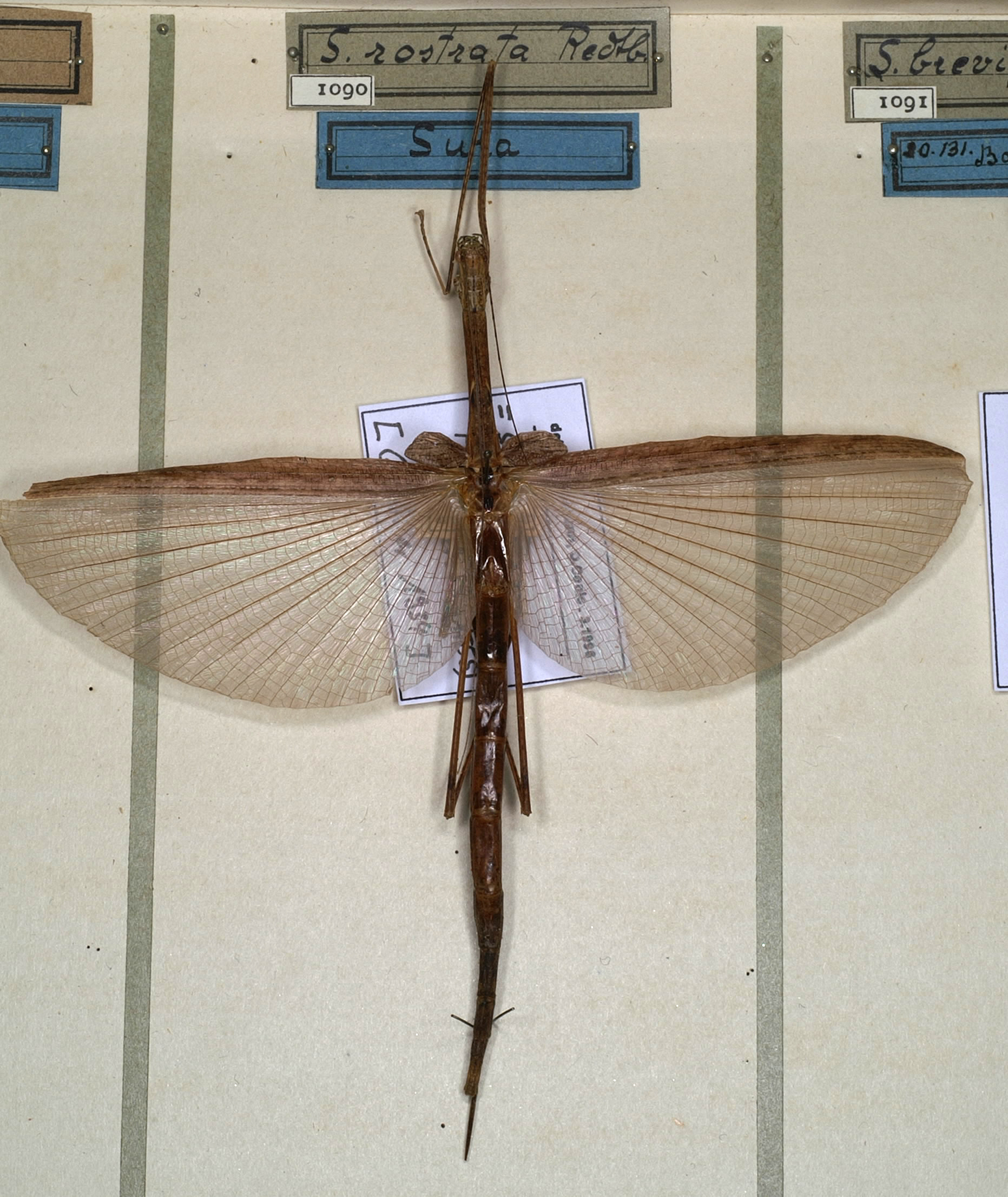 CollectionObject 1558939; NMW 1090, cb56c674-49aa-4f6a-becc-fc290a2edd33: copyright NMW, Vienna. female of Sipyloidea (Hemiplasta) rostrata (paralectotype) - but NOT this sp. - it is H. styligera. (CollectionObject).