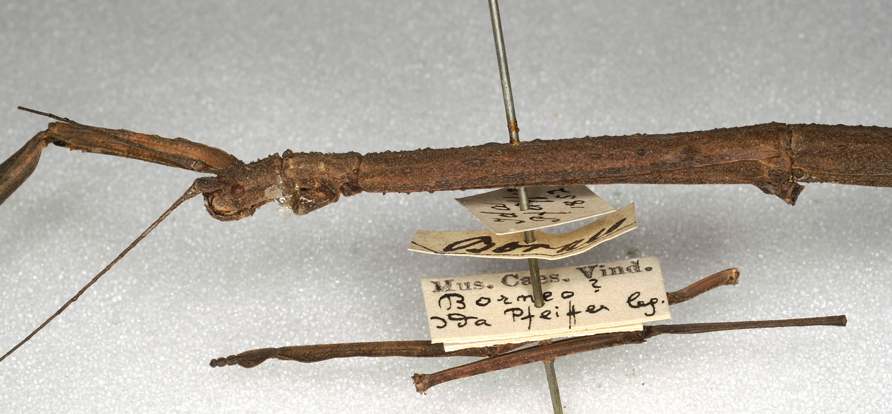 CollectionObject 1559259; NMW 505, 6c23cb0d-dbc2-4a8b-98a0-365a4f792d51: copyright NMW, Vienna. female: head and thorax, lateral view of synonym Carausius immundus (syntype). (CollectionObject).