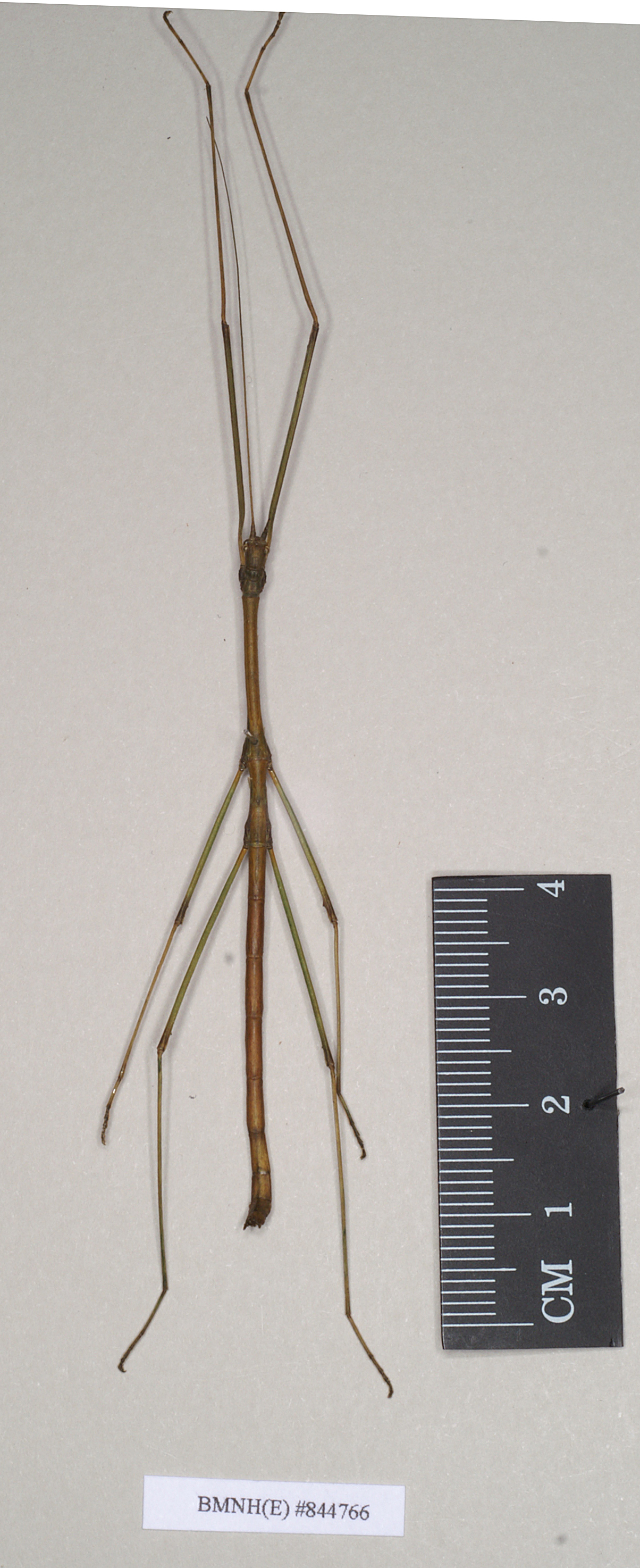 CollectionObject 1559546; NHMUK(SF IMPORT DUPLICATE) 844766, 7ba18df6-5bf1-402e-9090-f52d6be1091a: copyright Natural History Museum, London. male of synonym Lopaphus langkawicus (holotype). (CollectionObject).