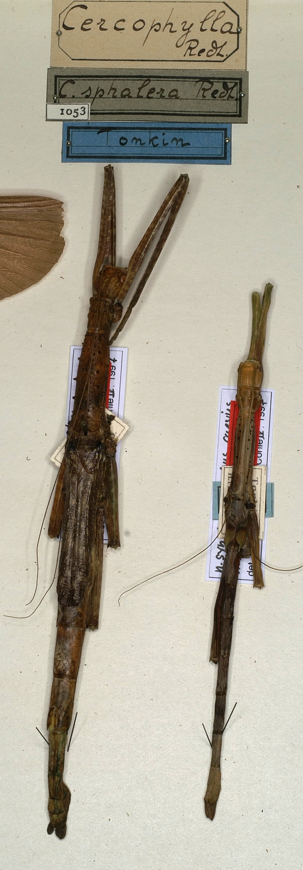 CollectionObject 1559565; NMW 1053, 88677673-e8a5-497e-921b-9793e64f7ff7: copyright NMW, Vienna. female Cercophylla sphalera (holotype) and female juv. (paratype). (CollectionObject).