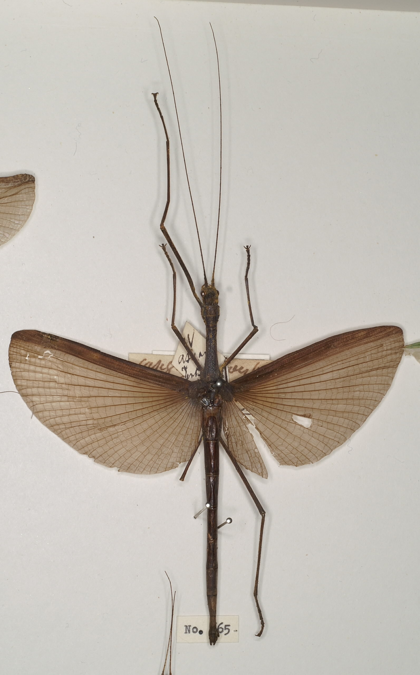 CollectionObject 1559664; b58b7dfc-83d6-4961-b8c9-28596e10cff4: copyright OUMNH. female (holotype). (CollectionObject).
