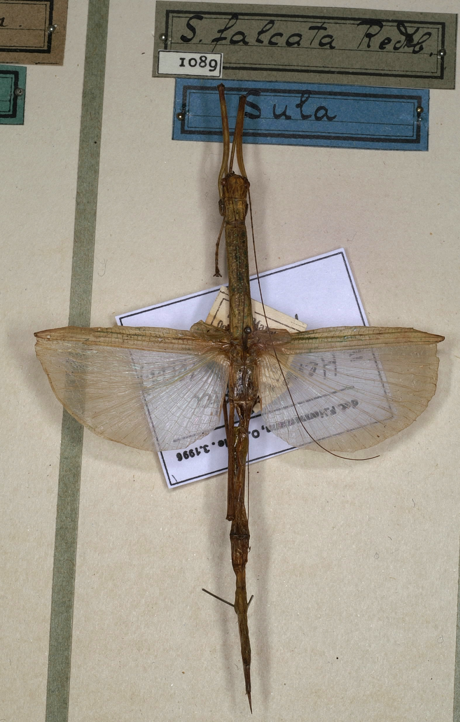 CollectionObject 1558935; NMW 1089, e4e2c059-ecb6-43df-9f84-723c7af613f1: copyright NMW, Vienna. female of synonym Sipyloidea (Hemiplasta) falcata (lectotype). (CollectionObject).