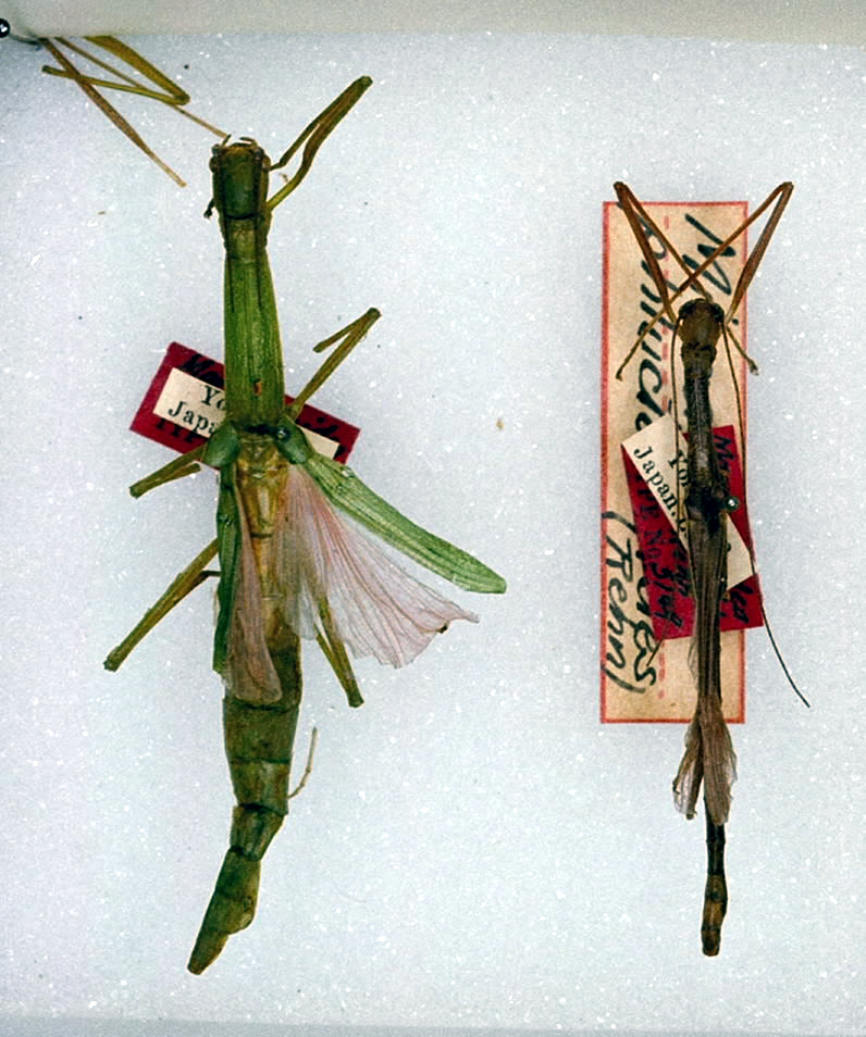 CollectionObject 1559843; 4f928c38-7b5d-46ed-961f-753a06ec8f34: copyright ANSP. female and male Marmessoidea phluctainoides (syntypes). (CollectionObject).;CollectionObject 1559844; b8730f1c-e35e-4fdb-8d64-e61561a4ccfd: copyright ANSP. female and male Marmessoidea phluctainoides (syntypes). (CollectionObject).