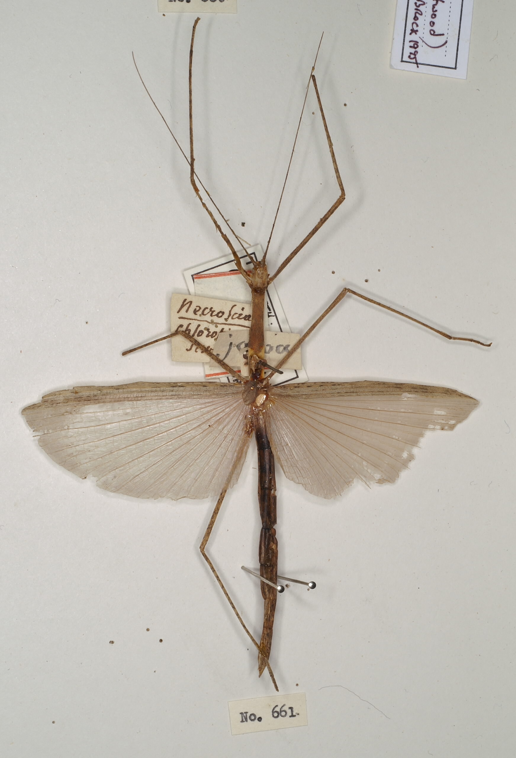 CollectionObject 1560007; 3e82c308-72e6-4348-8d91-134d9770c8db: copyright OUMNH. female (holotype). (CollectionObject).