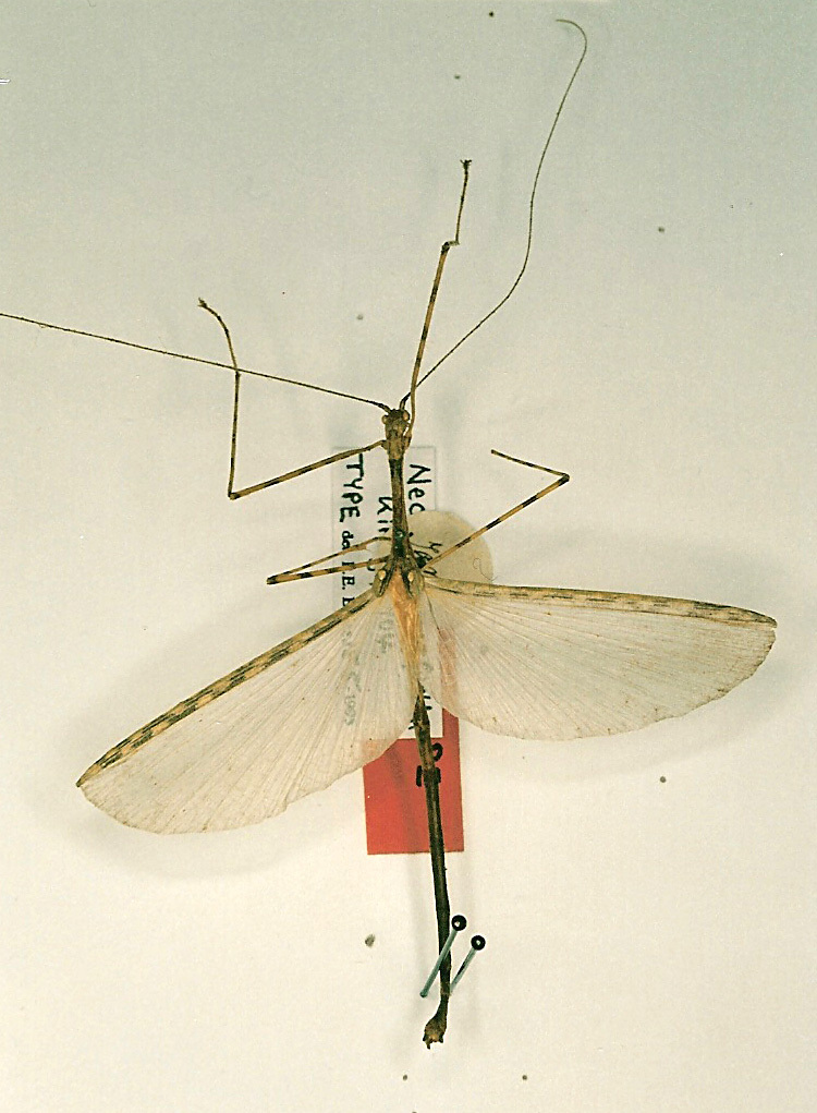 CollectionObject 1560023; 3245ba08-14ac-4415-9b3b-d0b55aa9fea7: copyright RMNH, Leiden. male (syntype). (CollectionObject).