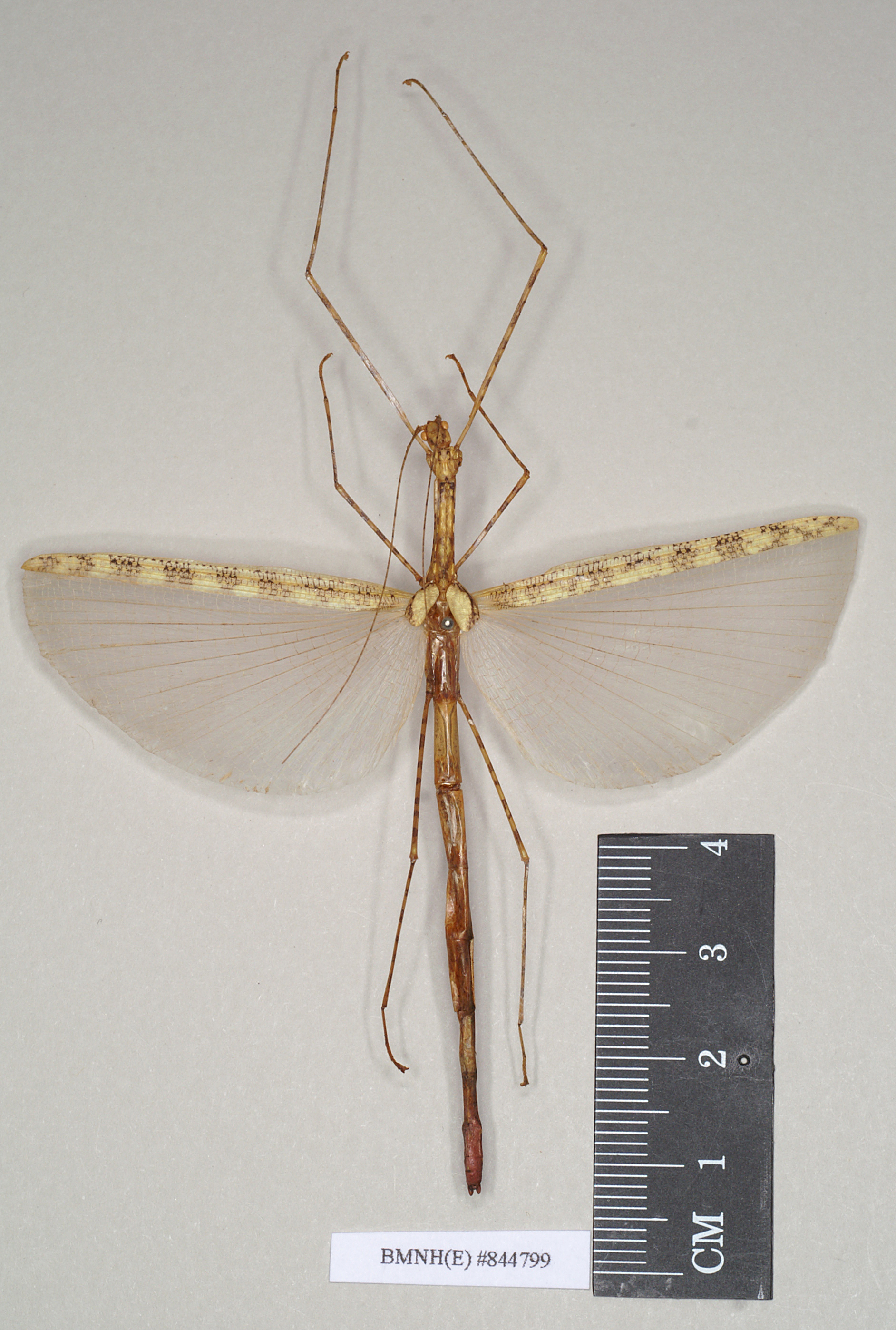 CollectionObject 1560093; NHMUK(SF IMPORT DUPLICATE) 844799, 51fca1e1-c43b-4cde-a72a-bf51c874e069: copyright Natural History Museum, London. female of Necroscia westwoodi (holotype). (CollectionObject).