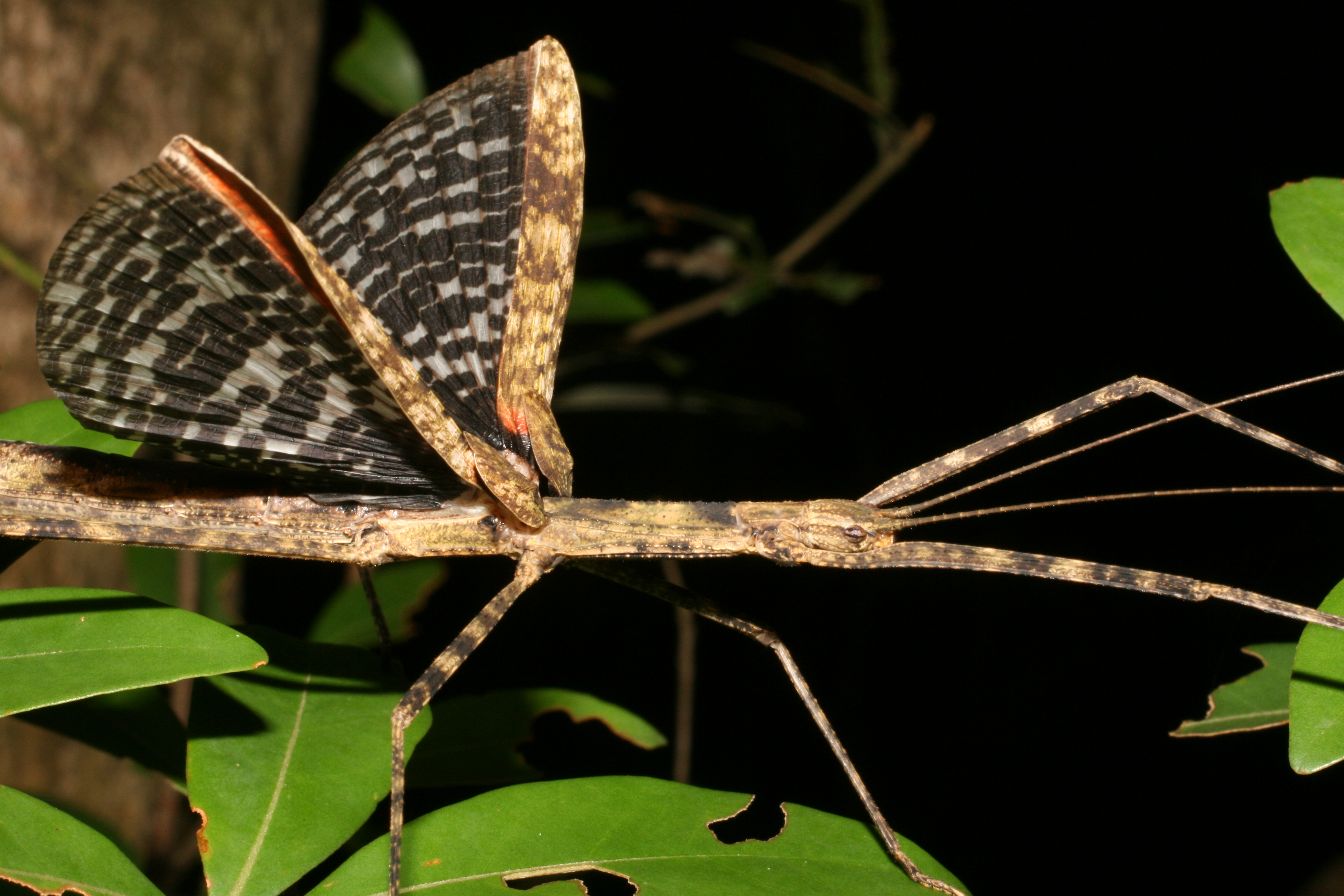 Maculonecroscia shukayi (Bi, Zhang & Lau, 2001): copyright George Ho. female in nature, Hong Kong, 19 June 2009. (Otu).