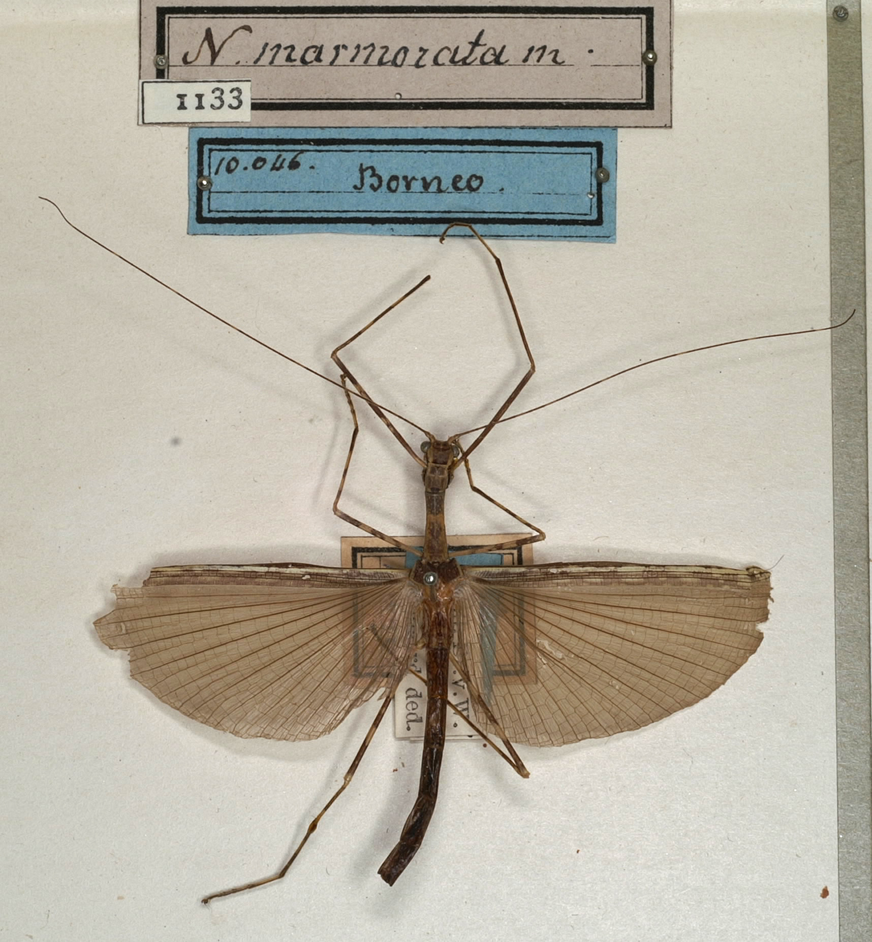 CollectionObject 1560336; NMW 1133, bd3f350f-af32-4c51-a412-431fb009cc79: copyright NMW, Vienna. male (holotype). (CollectionObject).