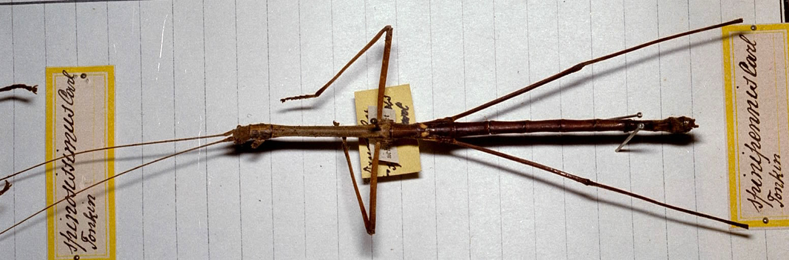 CollectionObject 1560675; bcf590d9-7306-4a93-a2e1-f7cd40f5bbdf: copyright MHNG Geneva. male (holotype). (CollectionObject).